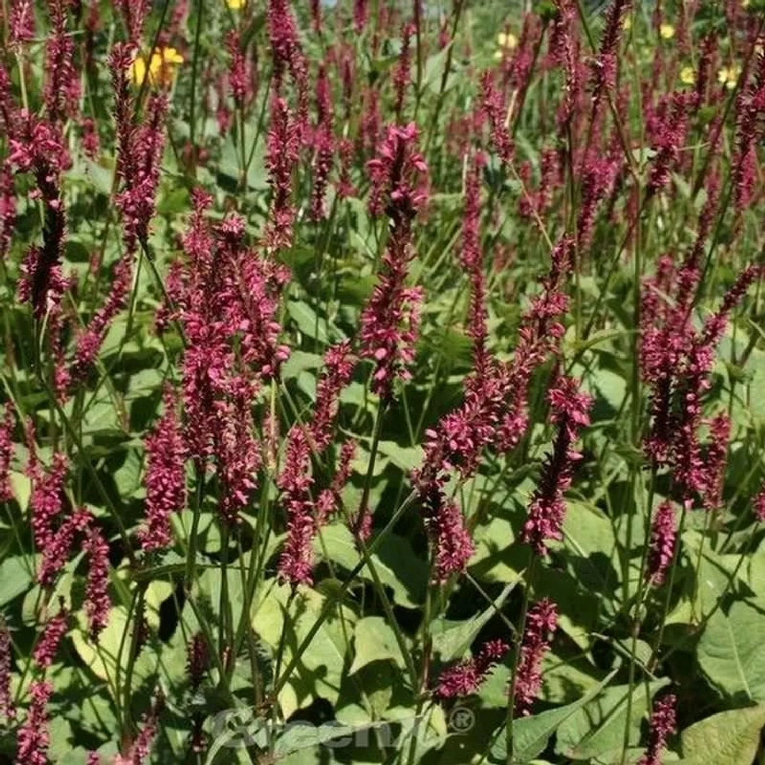 Kerzenknöterich J.S.Caliente - Persicaria amplexicaulis günstig online kaufen