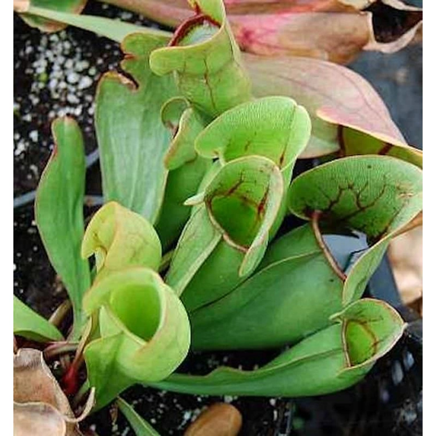 Fleischimanie - Sarracenia purpurea günstig online kaufen