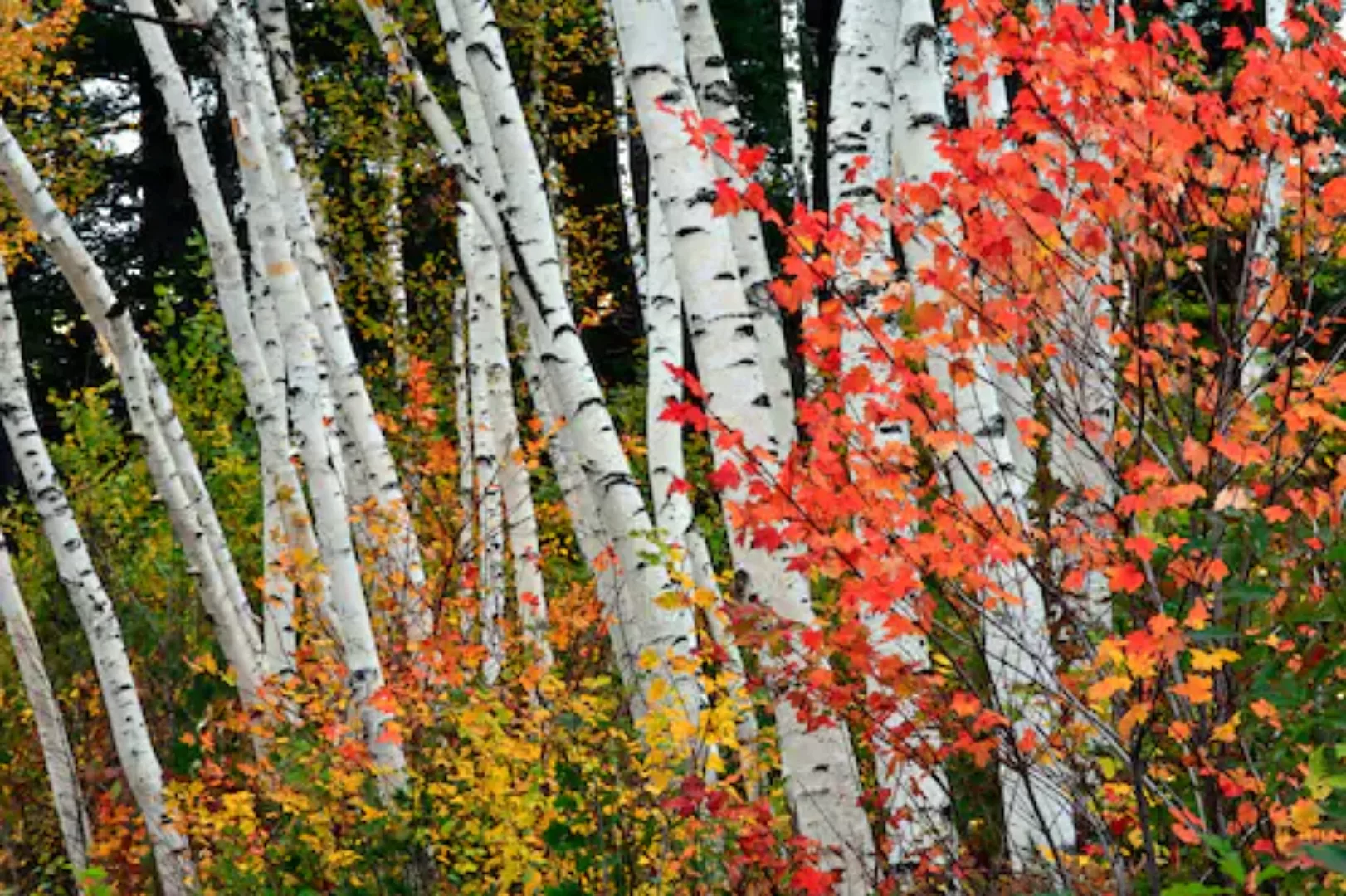 Papermoon Fototapete »Herbst Birkenwald« günstig online kaufen