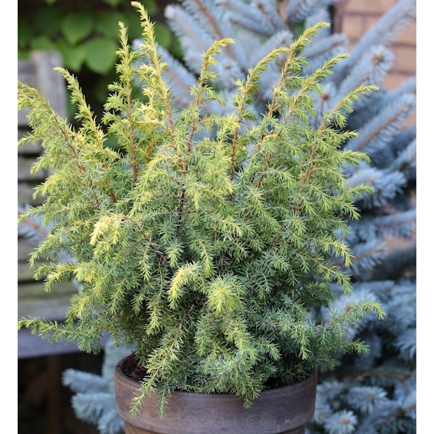 Heidewacholder Schneverdinger Goldmarie 40-60cm - Juniperus communis günstig online kaufen