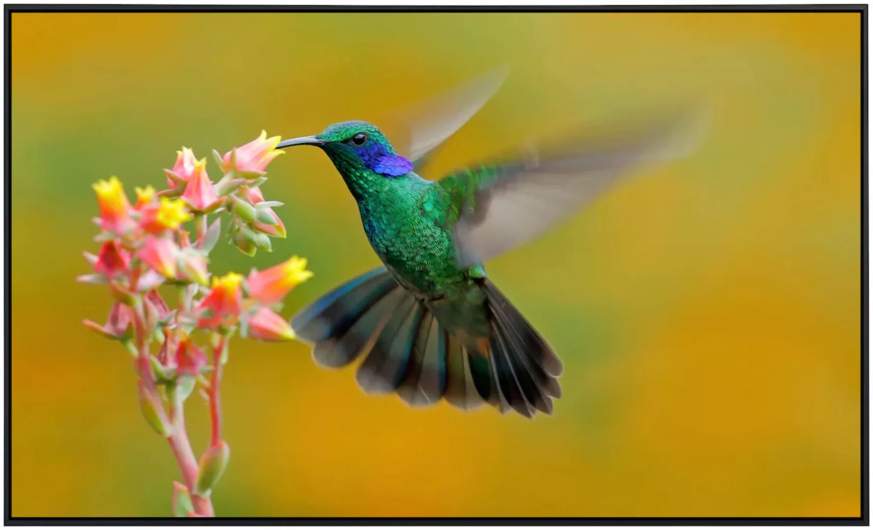 Papermoon Infrarotheizung »Kolibri Colibri Thalassinus«, sehr angenehme Str günstig online kaufen