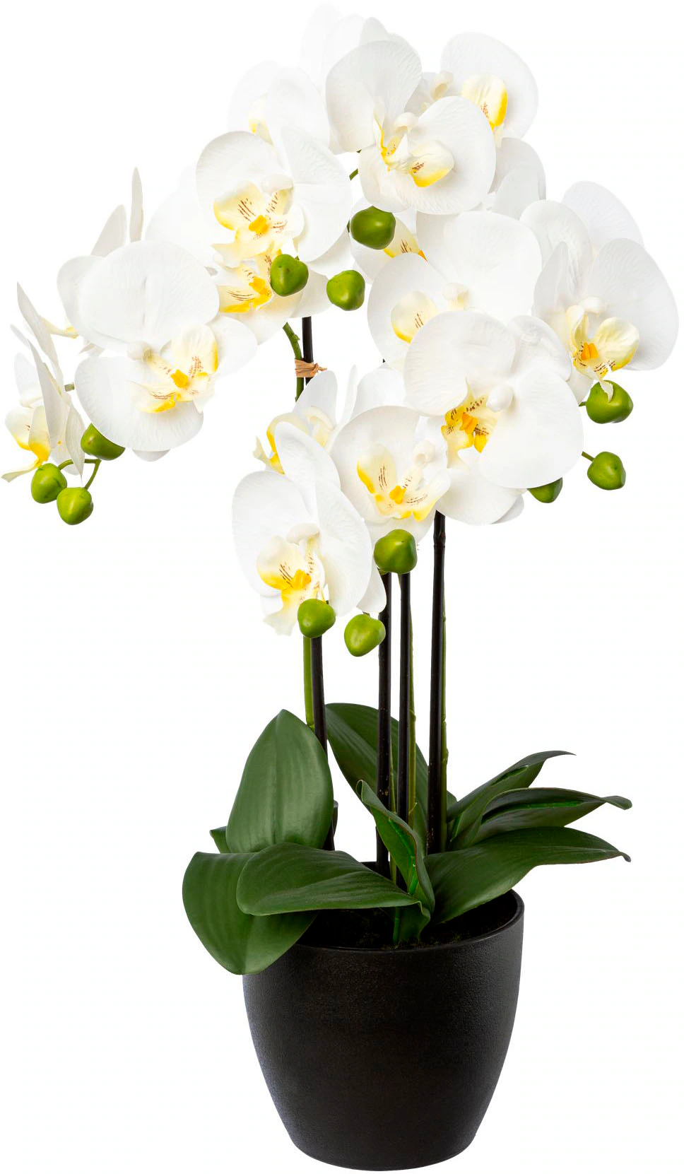 Creativ green Kunstorchidee "Phalaenopsis im Resintopf", mit Real-Touch-Blü günstig online kaufen