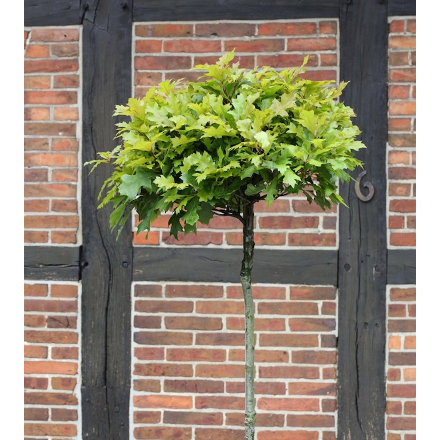 Hochstamm Kugel Sumpf Eiche Green Dwarf 100-125cm - Quercus palustris günstig online kaufen