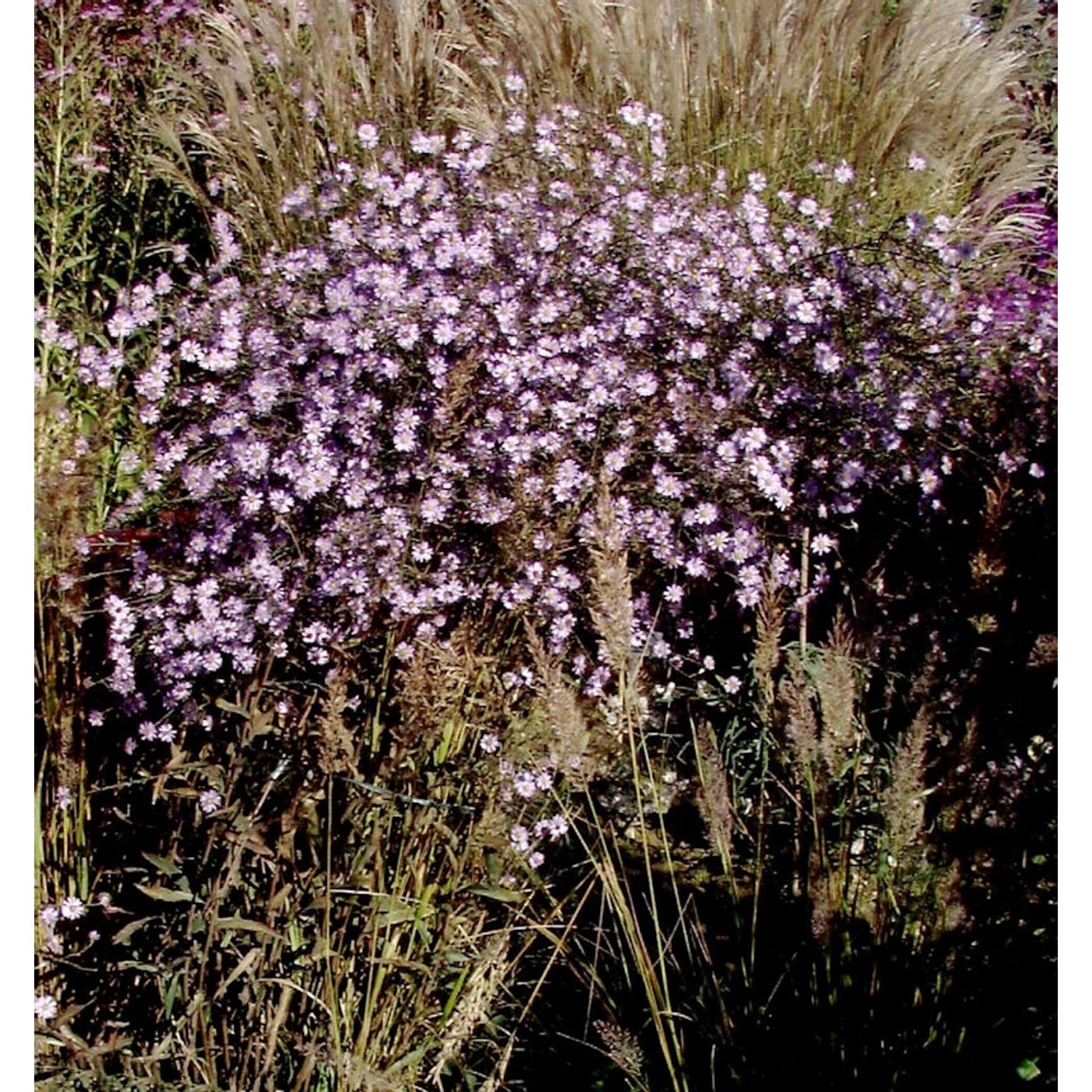 Wild-Aster Asmoe - Aster ageratoides günstig online kaufen