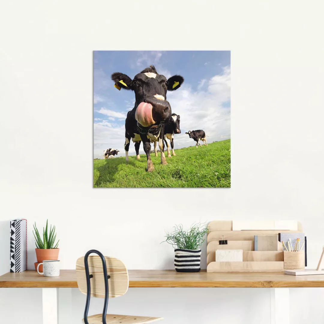 Artland Wandbild »Holstein-Kuh mit gewaltiger Zunge«, Haustiere, (1 St.) günstig online kaufen