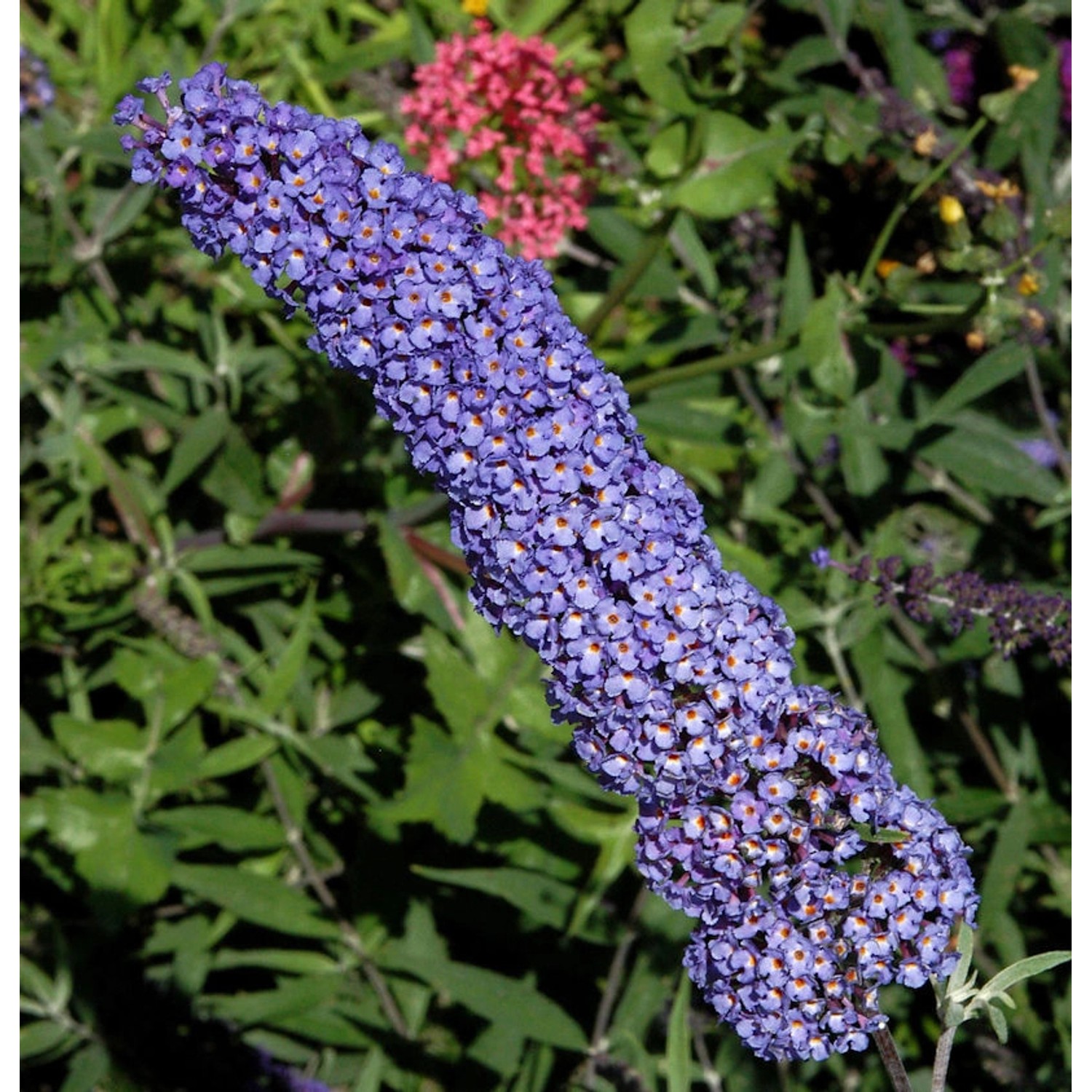 Sommerflieder Blue Chip 40-60cm - Buddleja günstig online kaufen