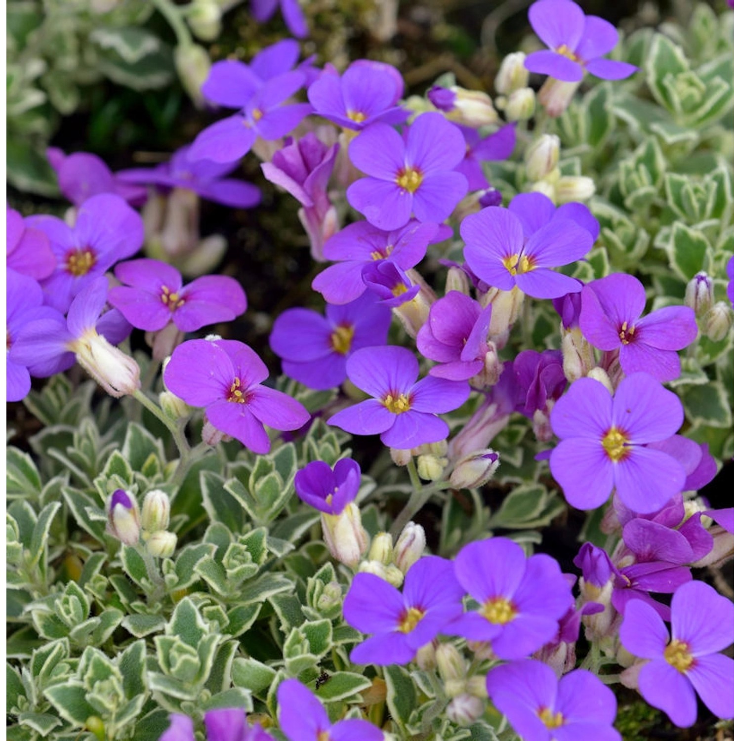 Blaukissen Silberrand - Aubrieta günstig online kaufen