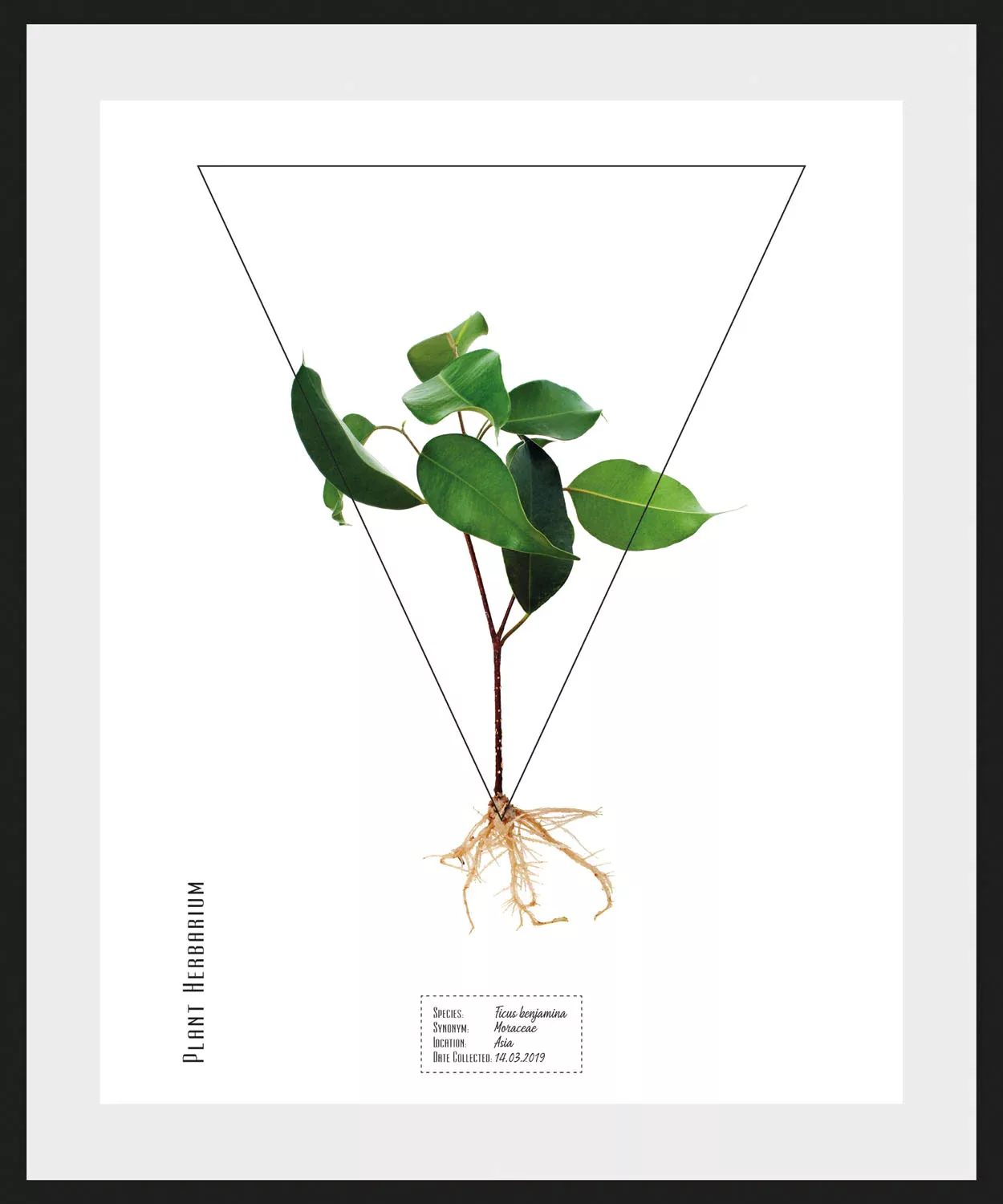 queence Bild "Ficus benjamina", (1 St.) günstig online kaufen