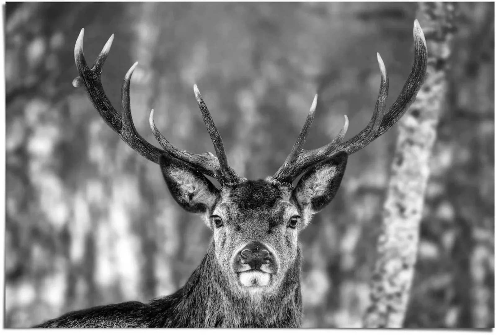 Reinders Poster "Hirsch im Winter", (1 St.) günstig online kaufen