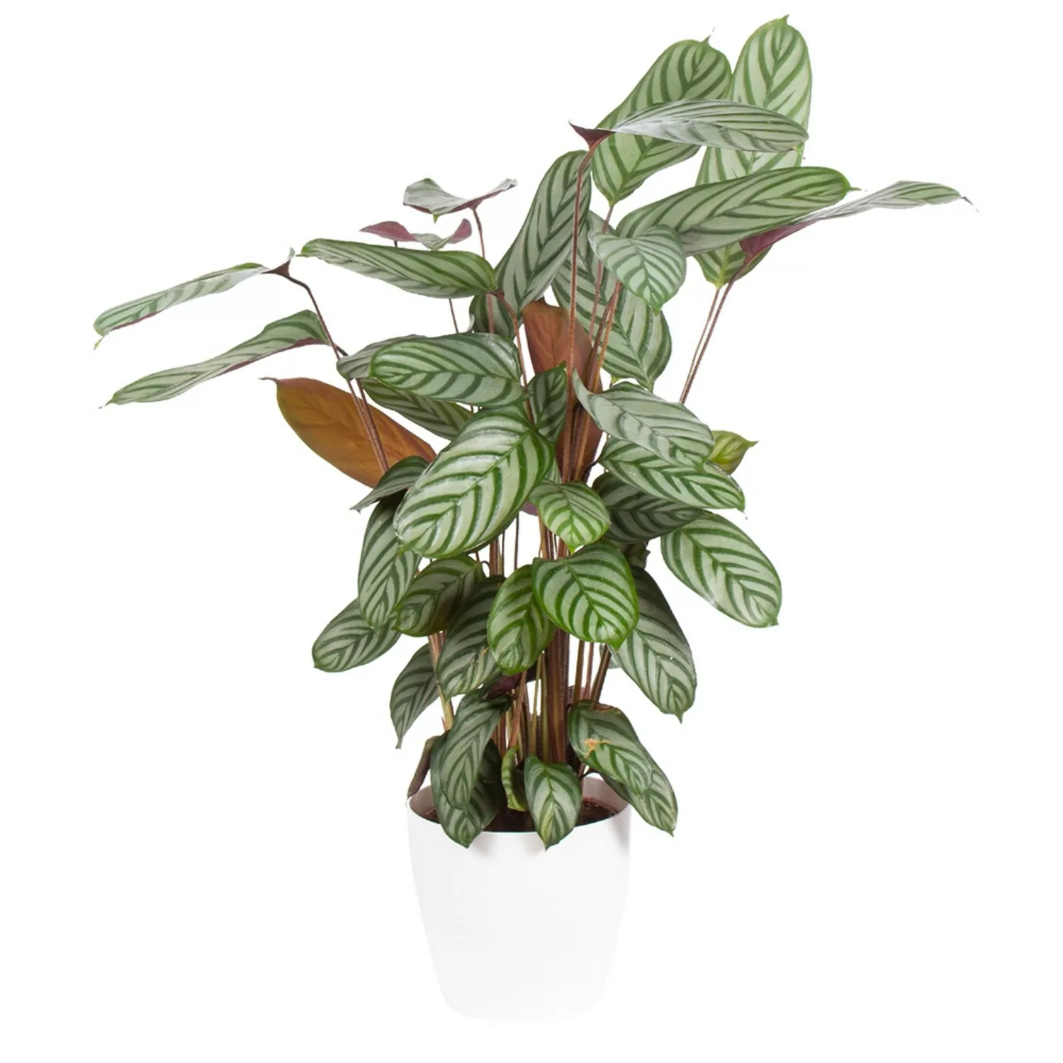 Korbmarante Gratis Topf Zimmerpflanze Höhe ca. 70 cm Topf-ø 17 cm Calathea günstig online kaufen