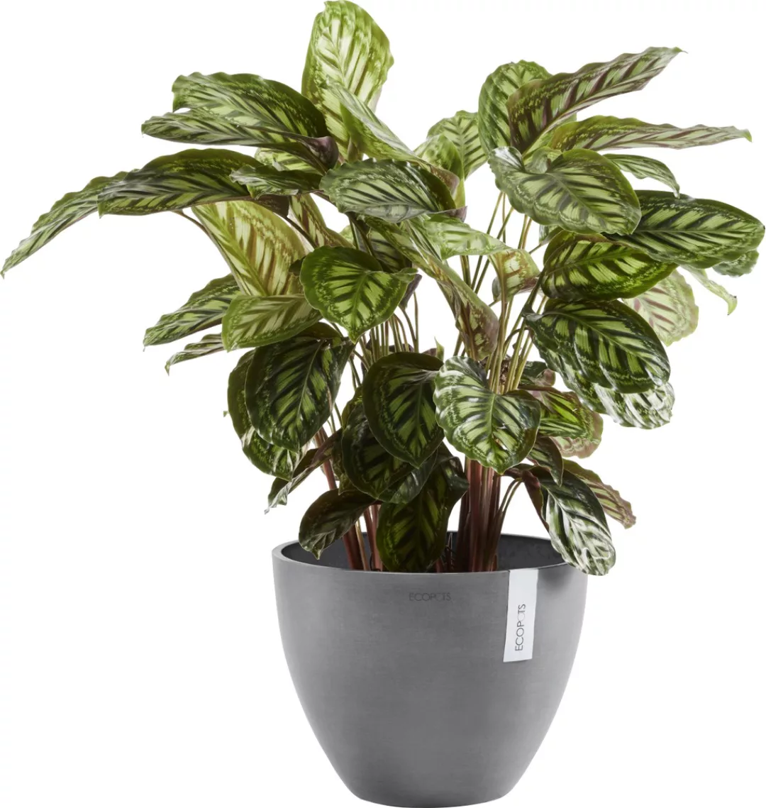 Ecopots Pflanztopf Antwerp Grau 30 cm günstig online kaufen