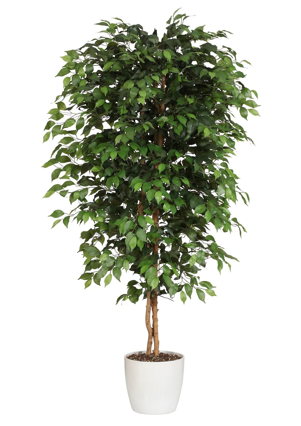 Creativ green Kunstpflanze "Ficus Benjamini" günstig online kaufen