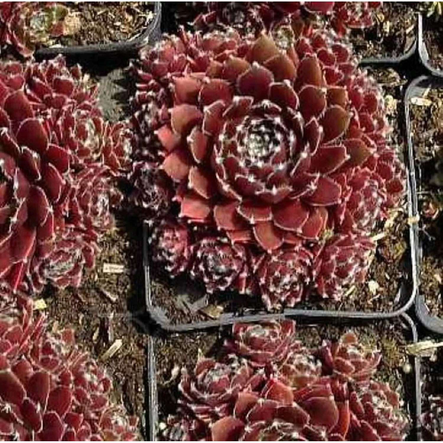 Dachwurz Silberkarneol - Sempervivum cultorum günstig online kaufen