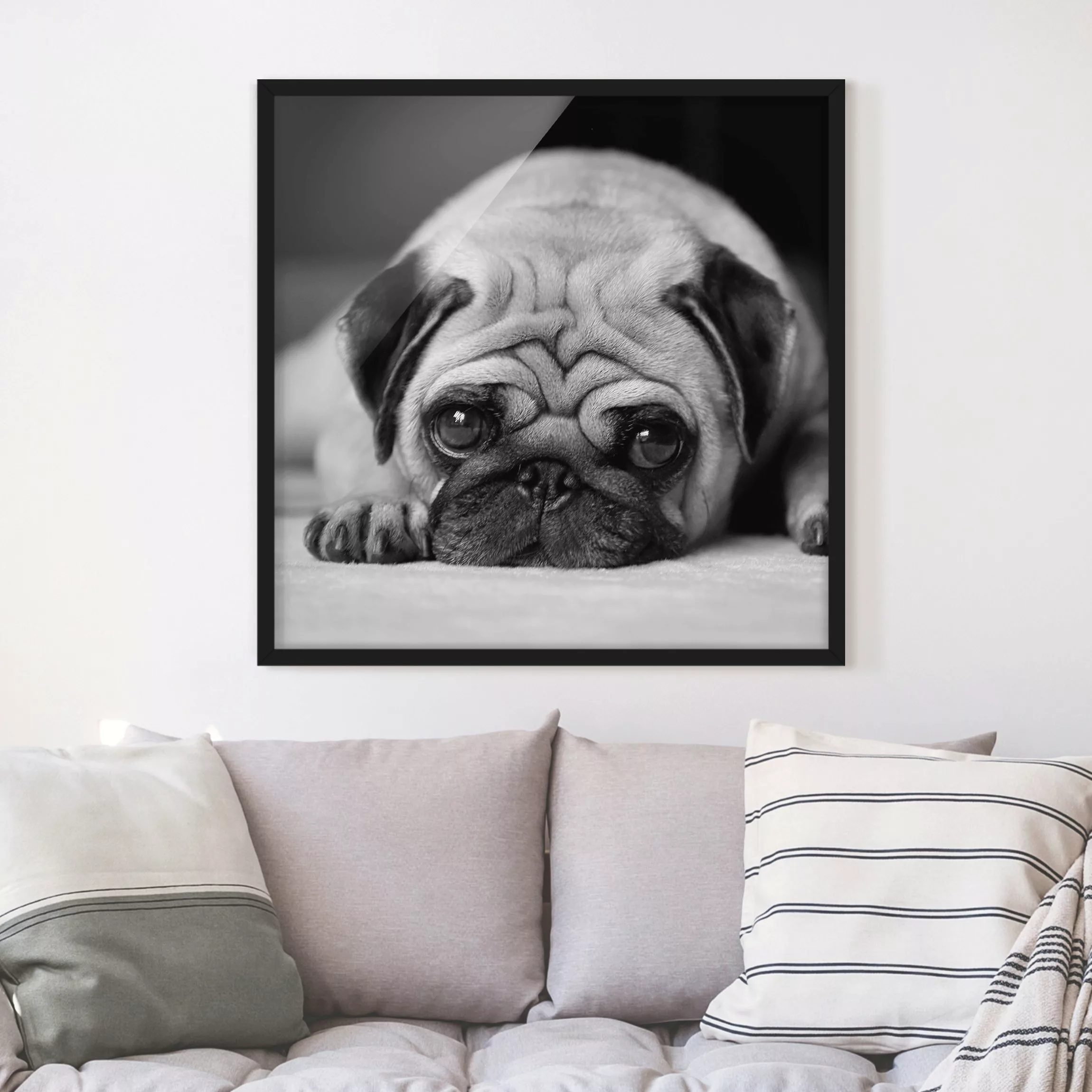 Bild mit Rahmen Schwarz-Weiß - Quadrat Pug Loves You II günstig online kaufen