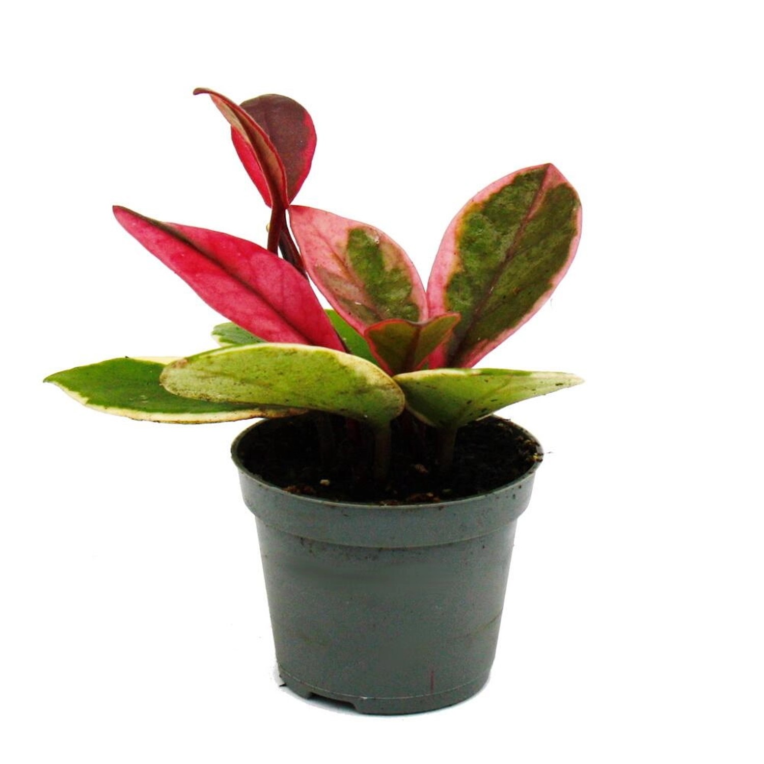 Exotenherz Minipflanze Hoya Flaming Dream Rotblättrige Porzellanblume Wachs günstig online kaufen