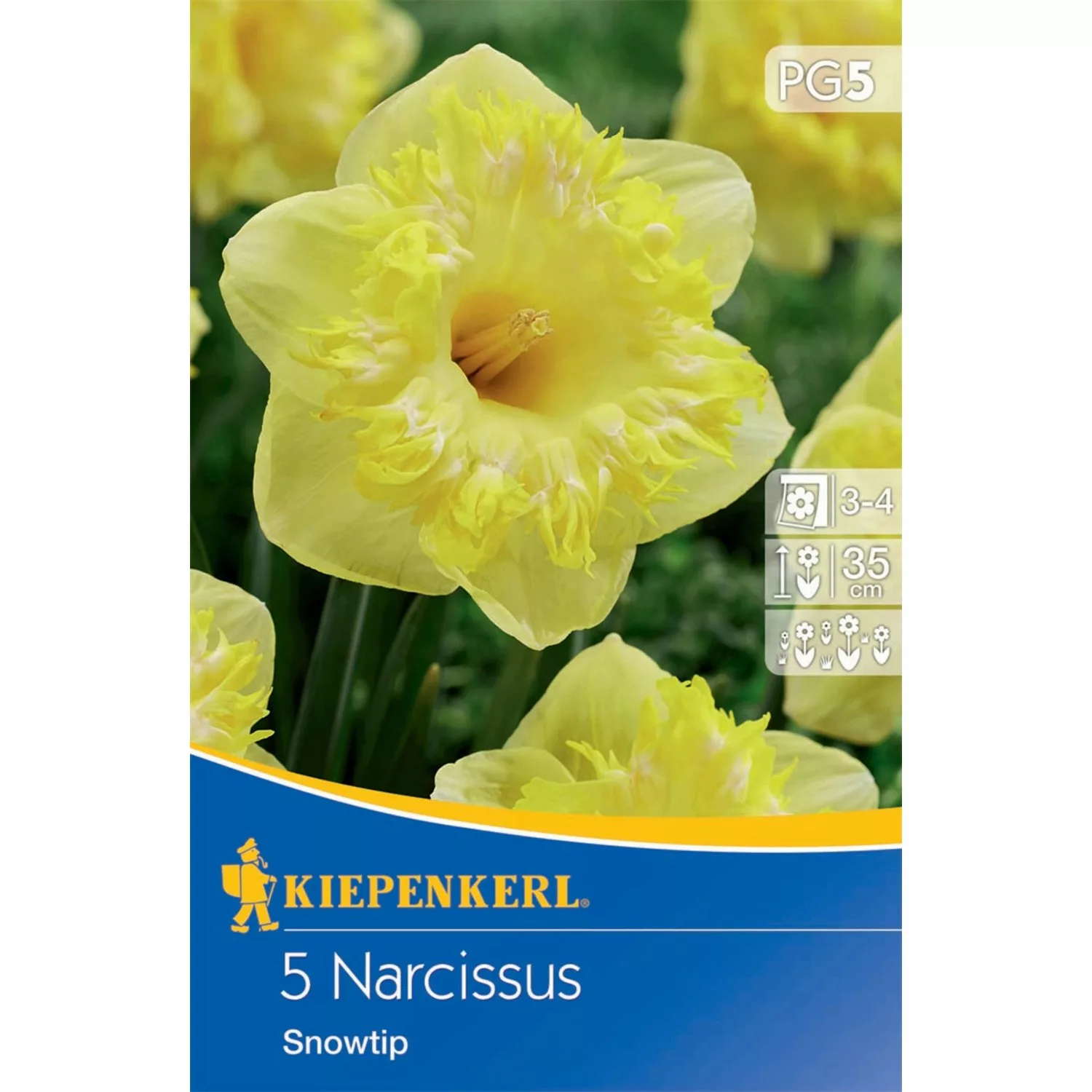 Kiepenkerl Blumenzwiebeln Narzissen Snow Tip 5 Stück günstig online kaufen