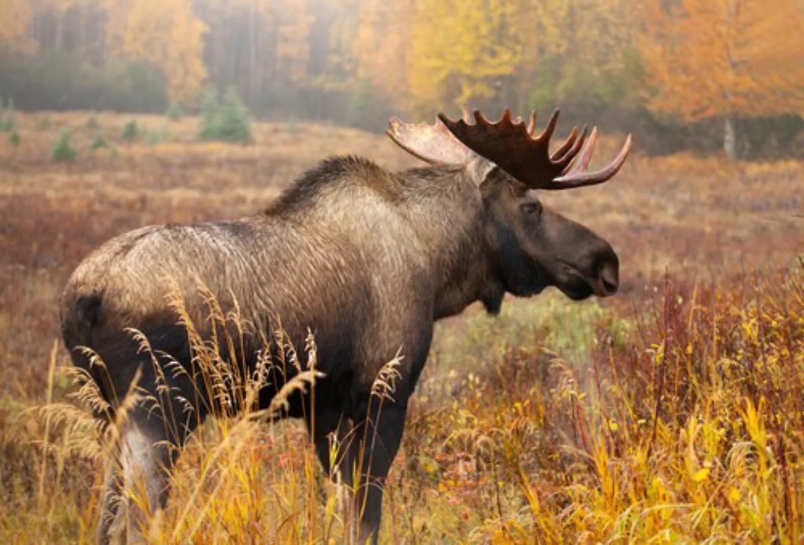 Papermoon Fototapete »ELCH-STIER TIER HIRSCH WALD GEWEIH STEPPE TUNDRA PRÄR günstig online kaufen