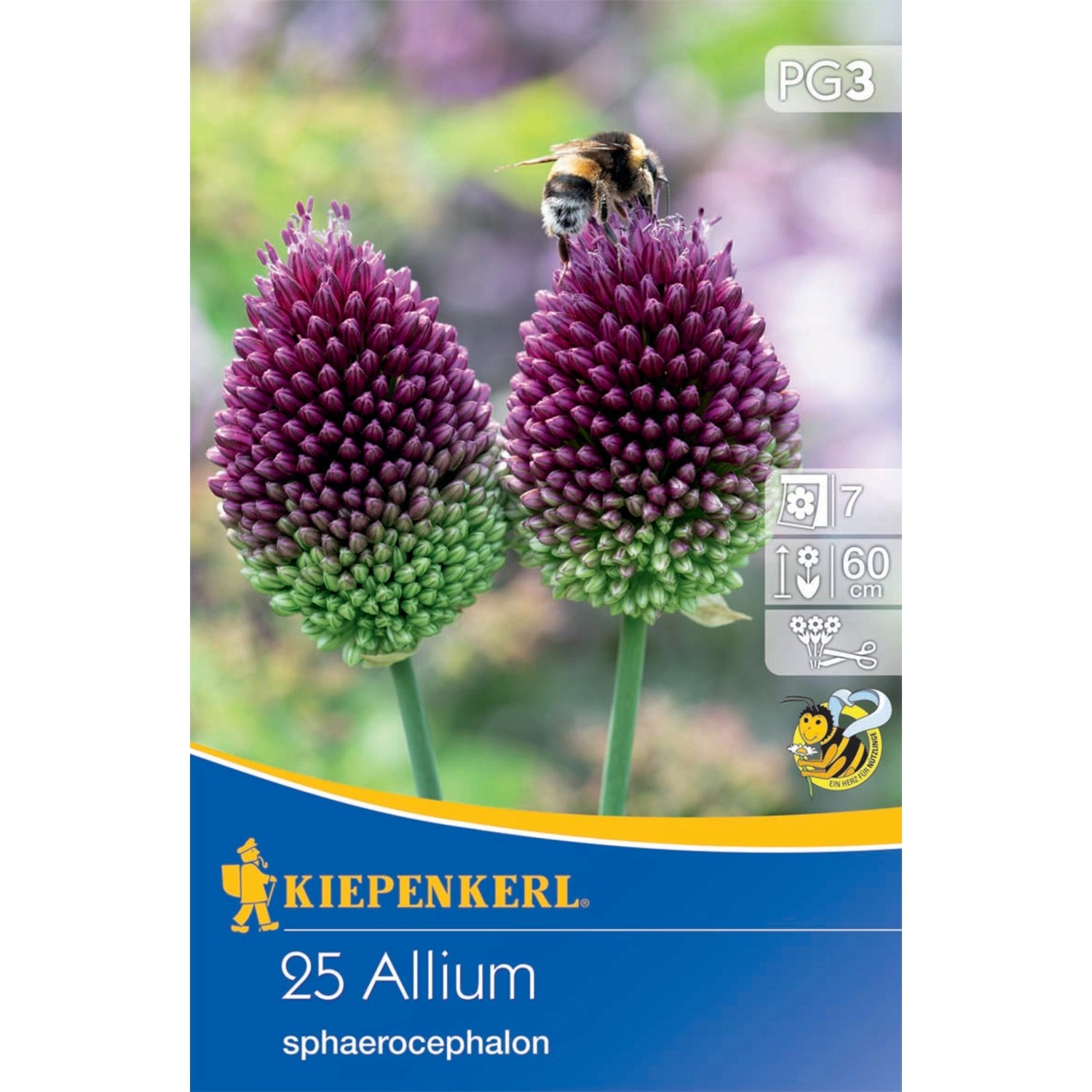 Kiepenkerl Blumenzwiebeln Zierlauch Sphaerocephalon 15 Stück günstig online kaufen