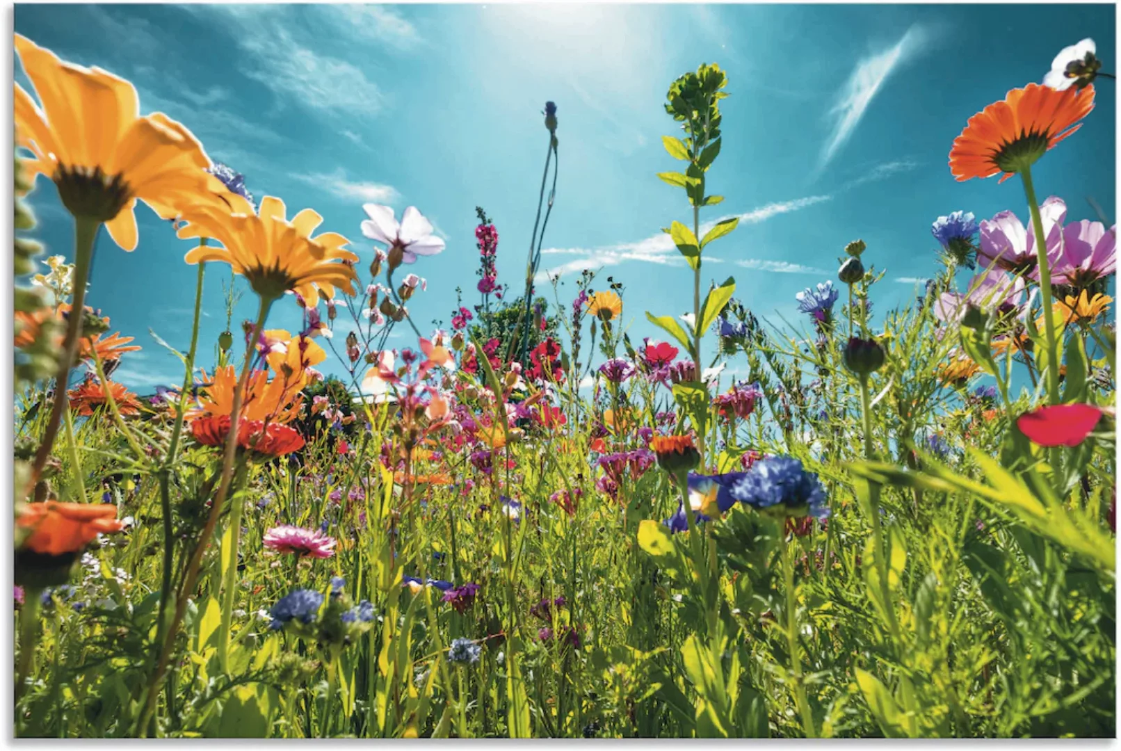 Artland Wandbild "Buntes Blumenfeld", Blumenwiese, (1 St.), als Alubild, Ou günstig online kaufen