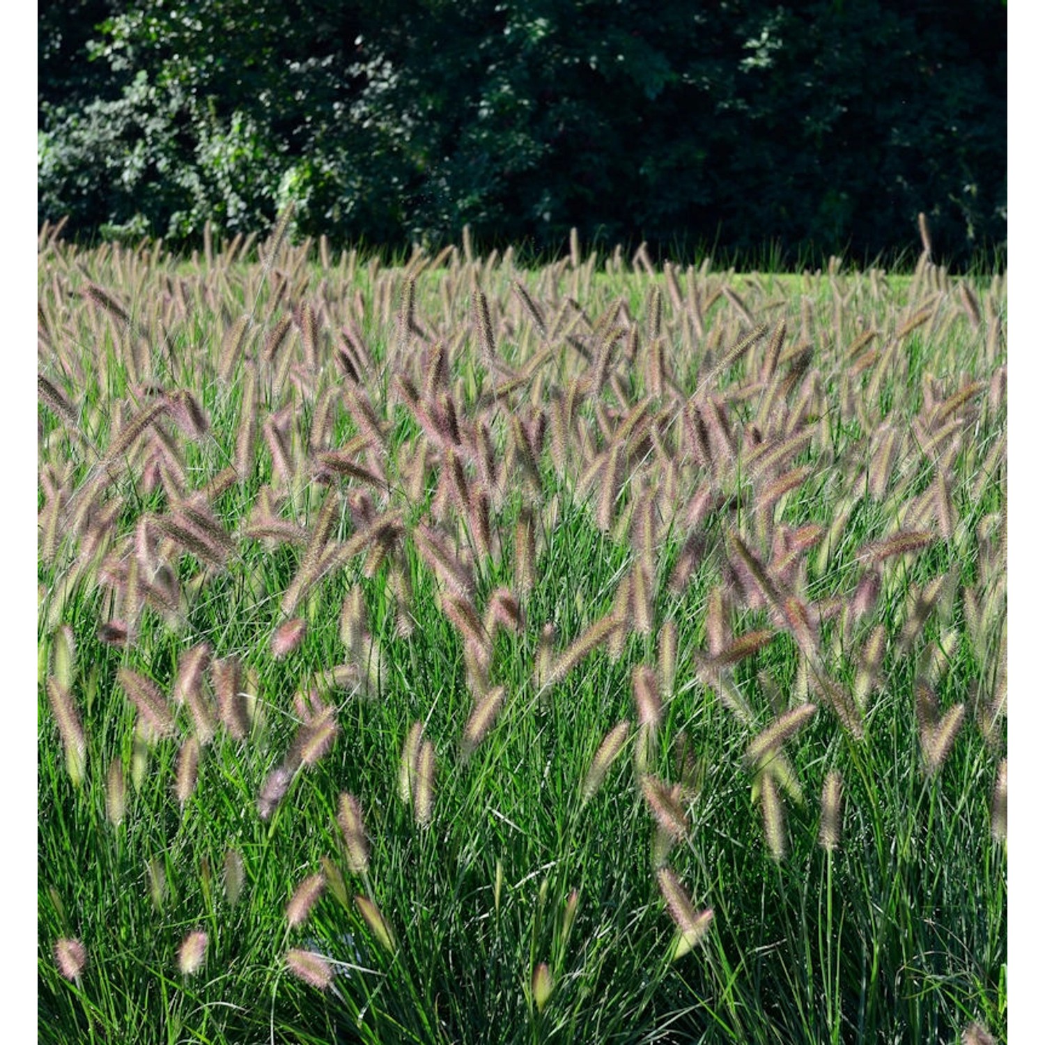 Lampenputzergras Black Beauty - Pennisetum alopecuroides günstig online kaufen