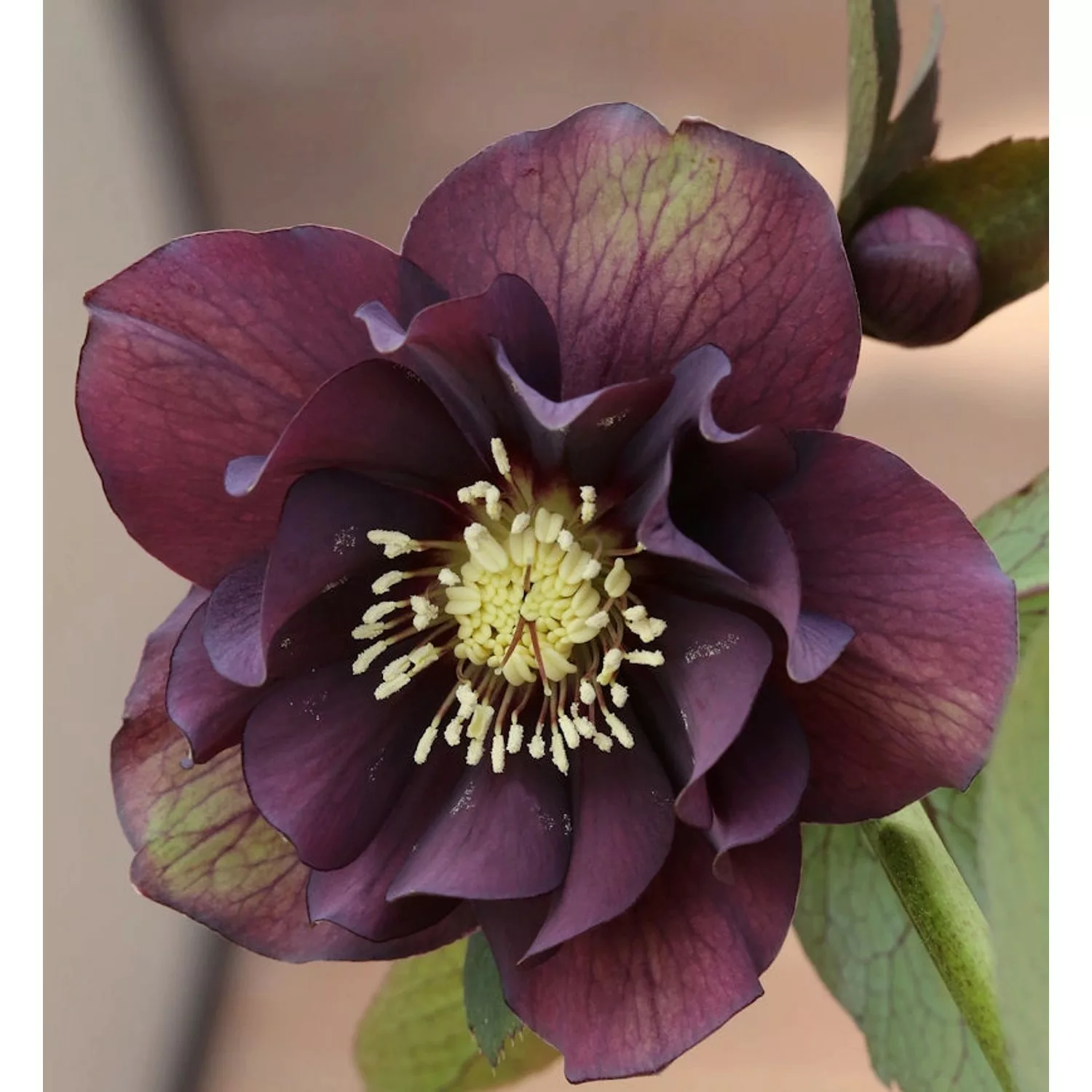 Christrose Lenzrose Double Ellen Purple - Helleborus orientalis günstig online kaufen