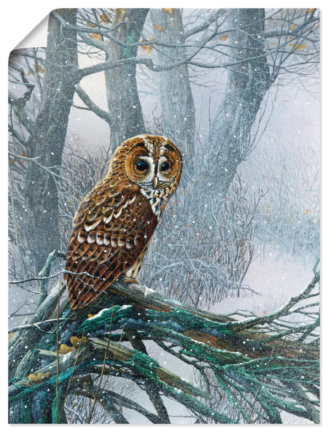 Artland Wandbild »Eule in verschneitem Wald«, Vögel, (1 St.), als Leinwandb günstig online kaufen