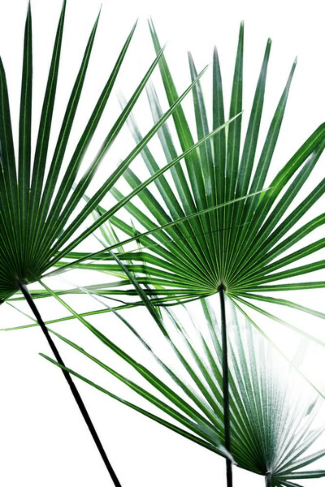 Poster / Leinwandbild - Palm Leaves 12 günstig online kaufen