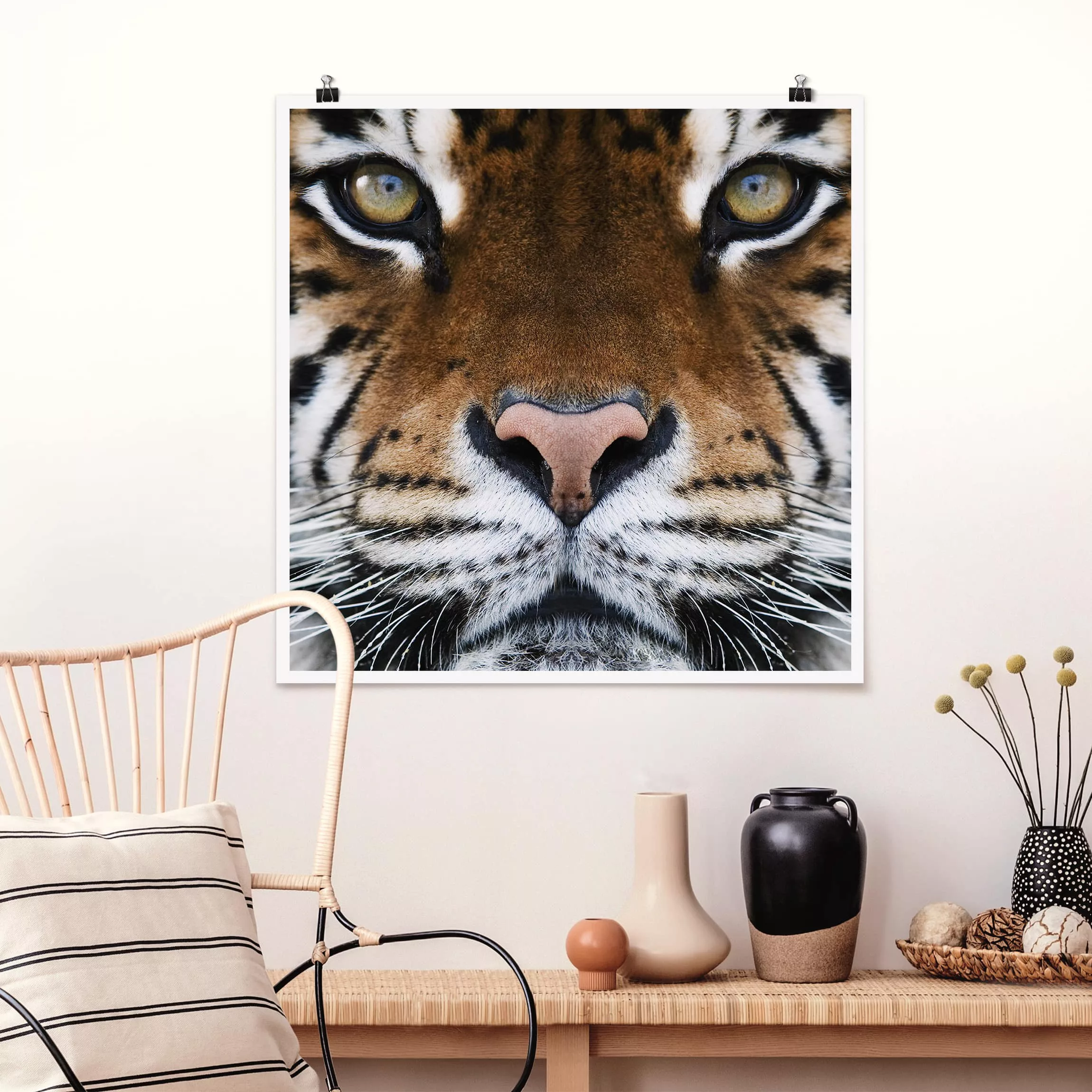 Poster Tiere - Quadrat Tiger Eyes günstig online kaufen