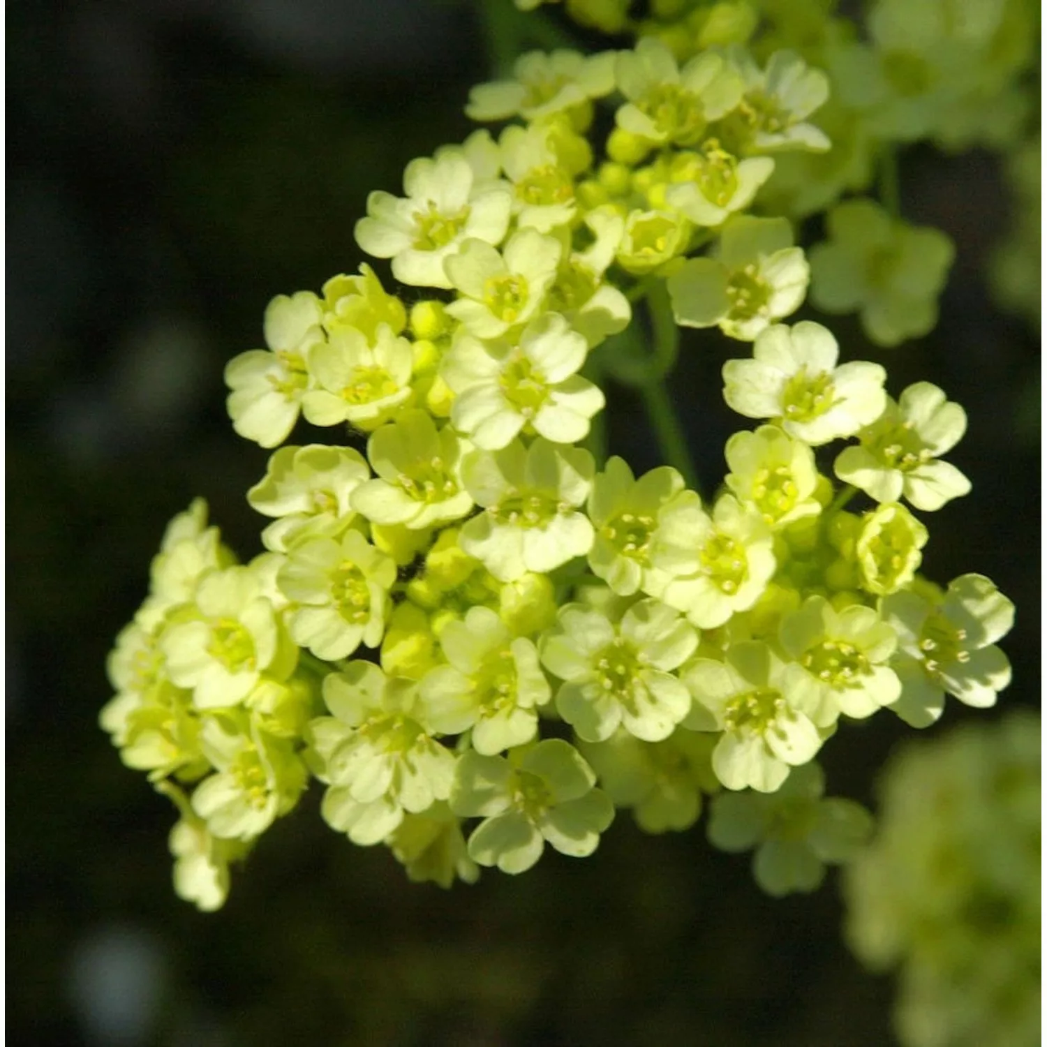 Steinkraut Citrina - Aurinia saxatile günstig online kaufen