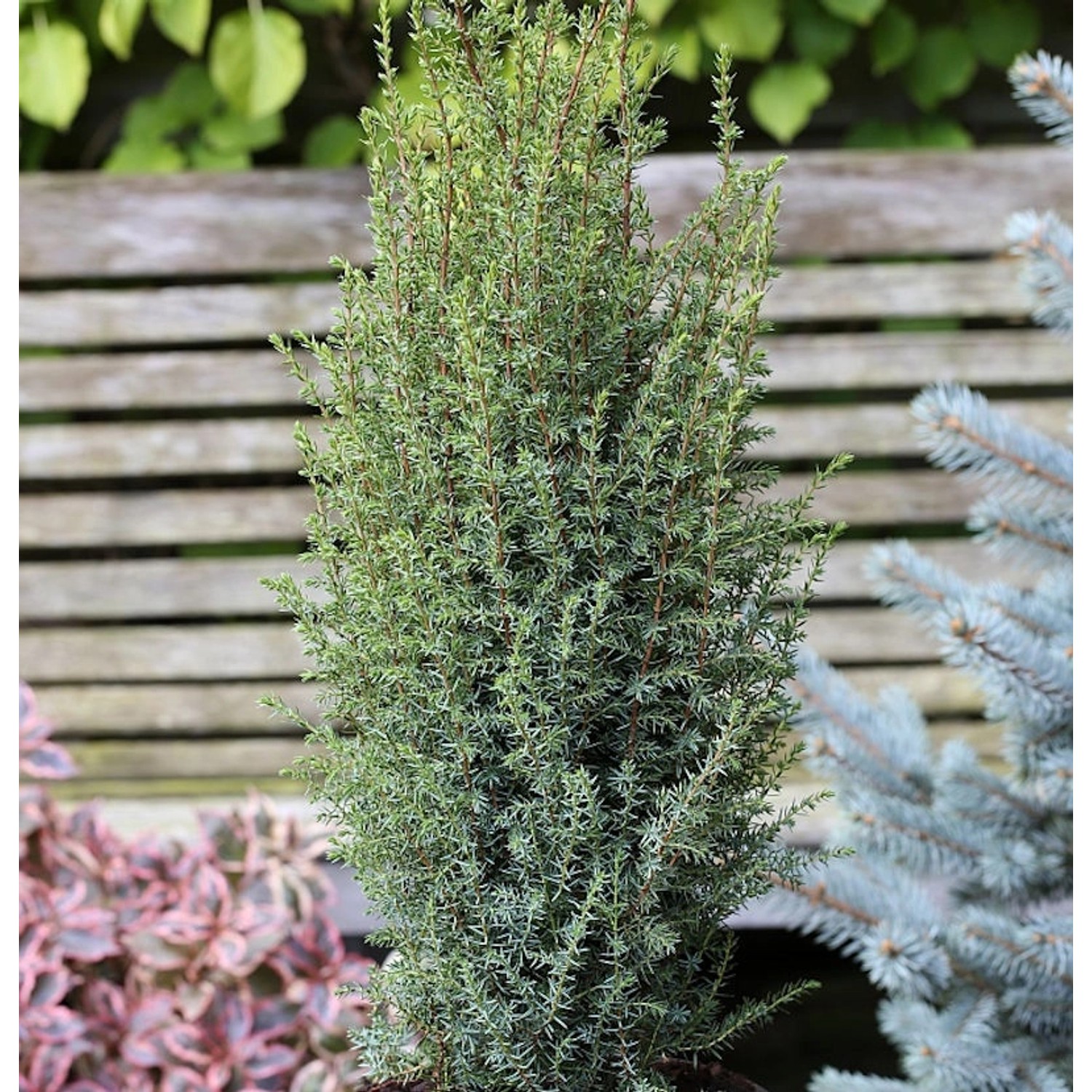 Säulen Wacholder Sentinel 30-40cm - Juniperus communis günstig online kaufen