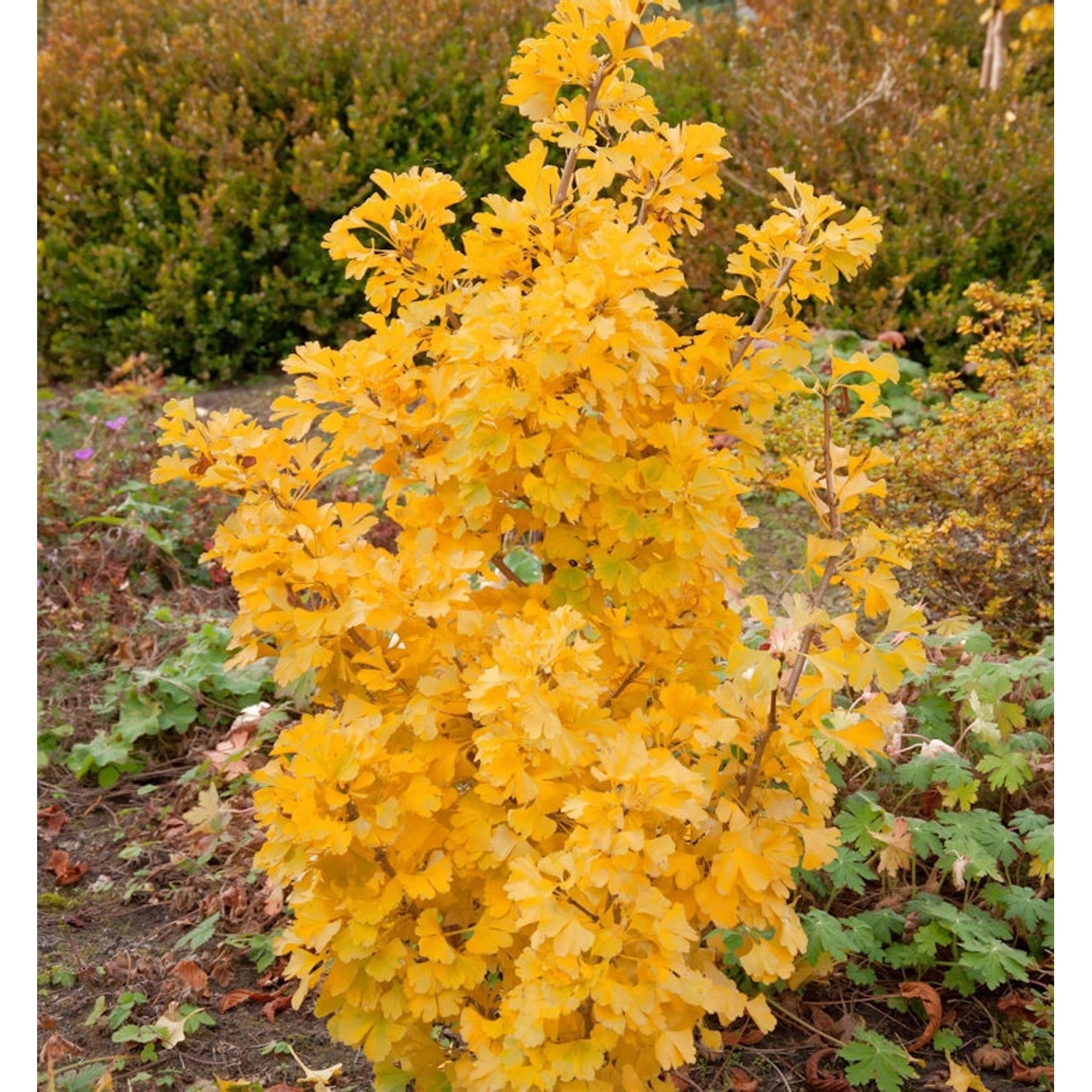 Kleiner Ginkgobaum Simon 70-80cm - Ginkgo biloba günstig online kaufen