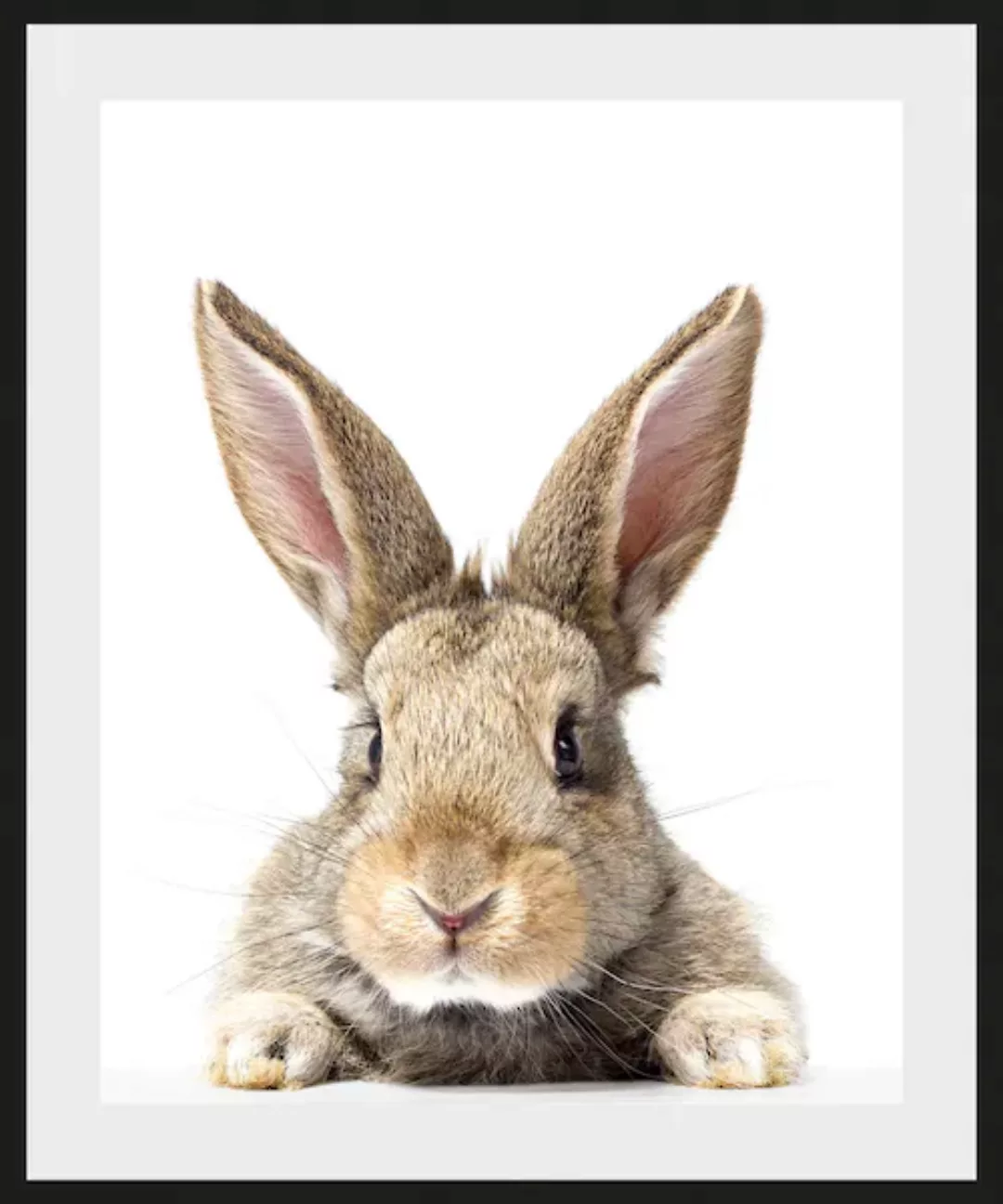 queence Bild "Joona", Hase-Hasen-Foto-Kunst-Haustiere, (1 St.), HD Premium günstig online kaufen