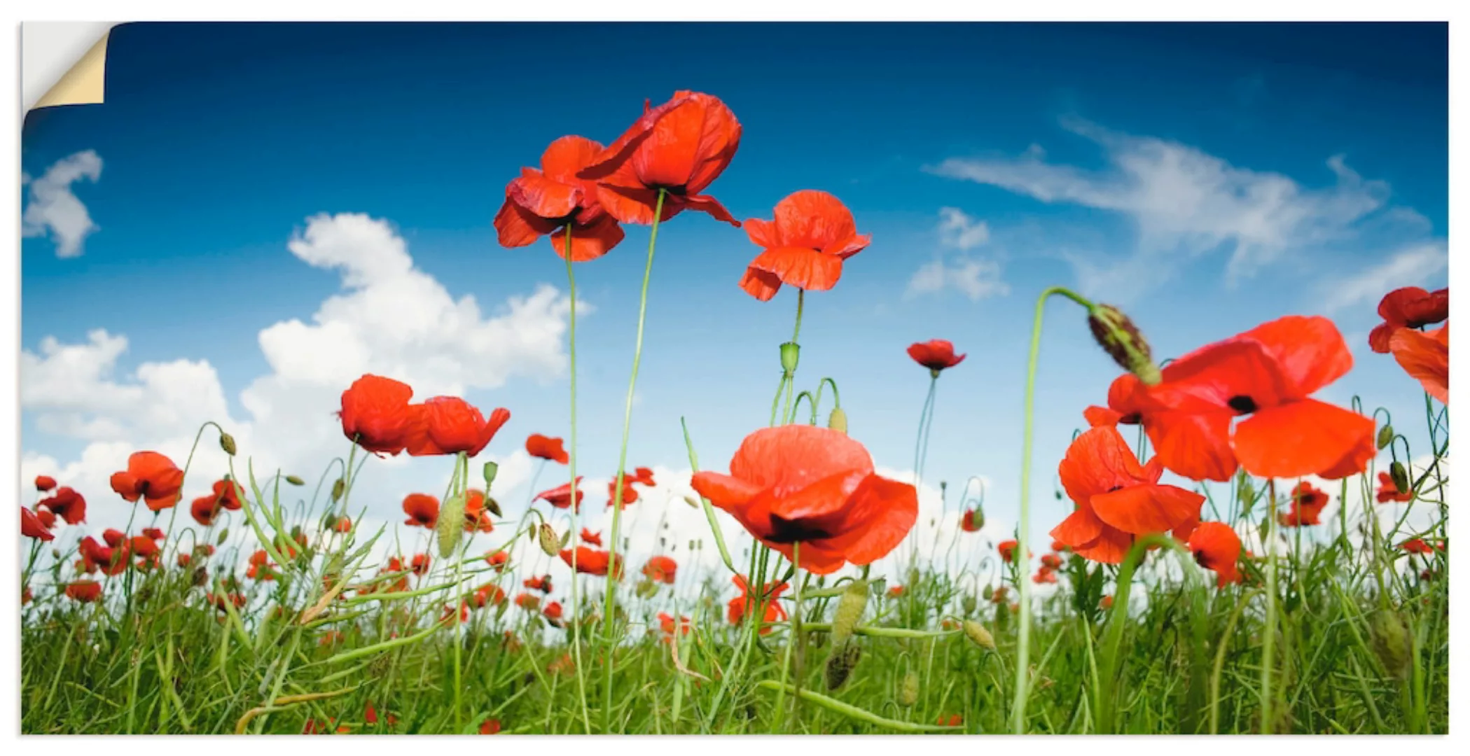 Artland Wandbild "Feld mit Mohnblumen unter Himmel", Blumenwiese, (1 St.) günstig online kaufen