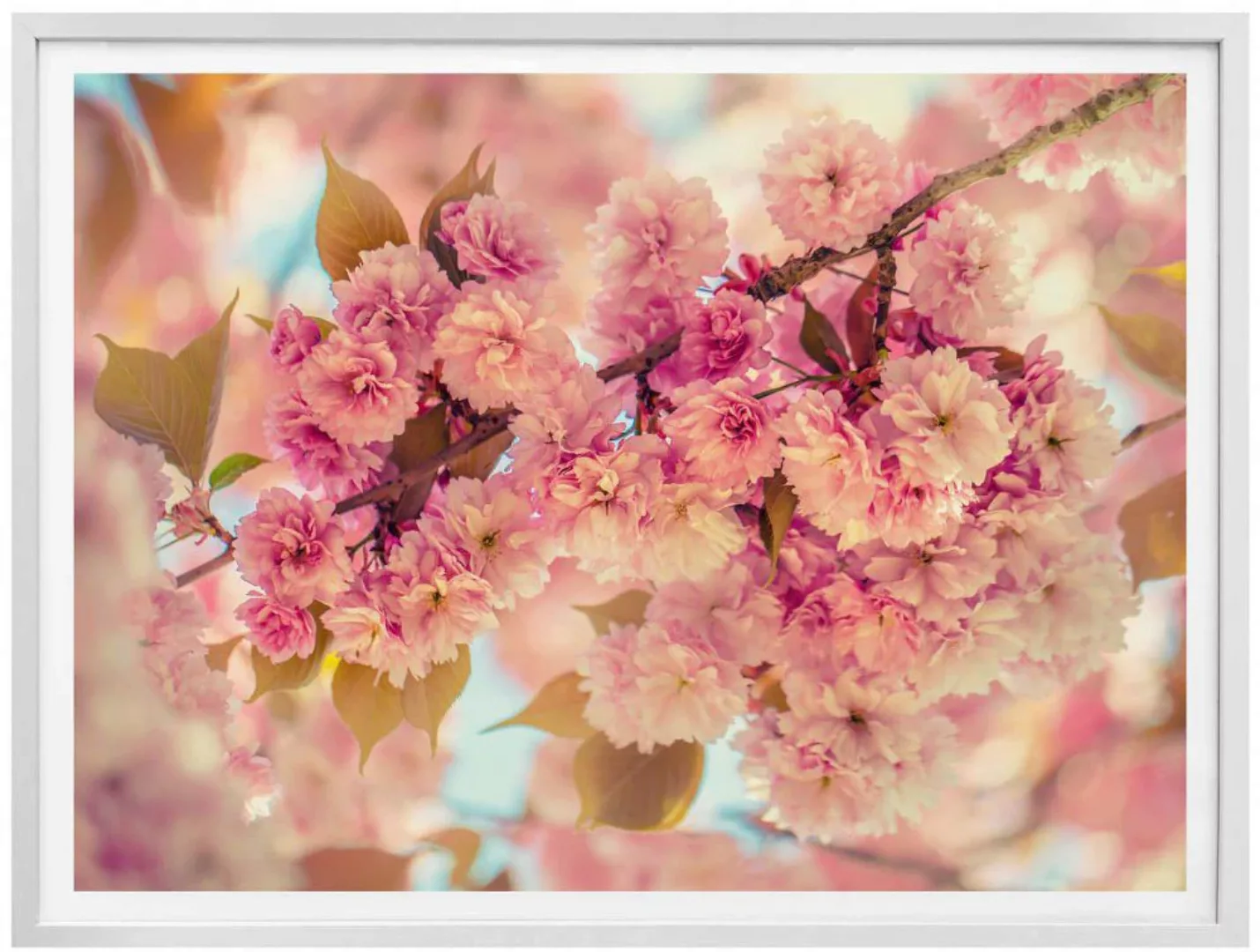 Wall-Art Poster »Kirschblüten«, Natur, (1 St.) günstig online kaufen