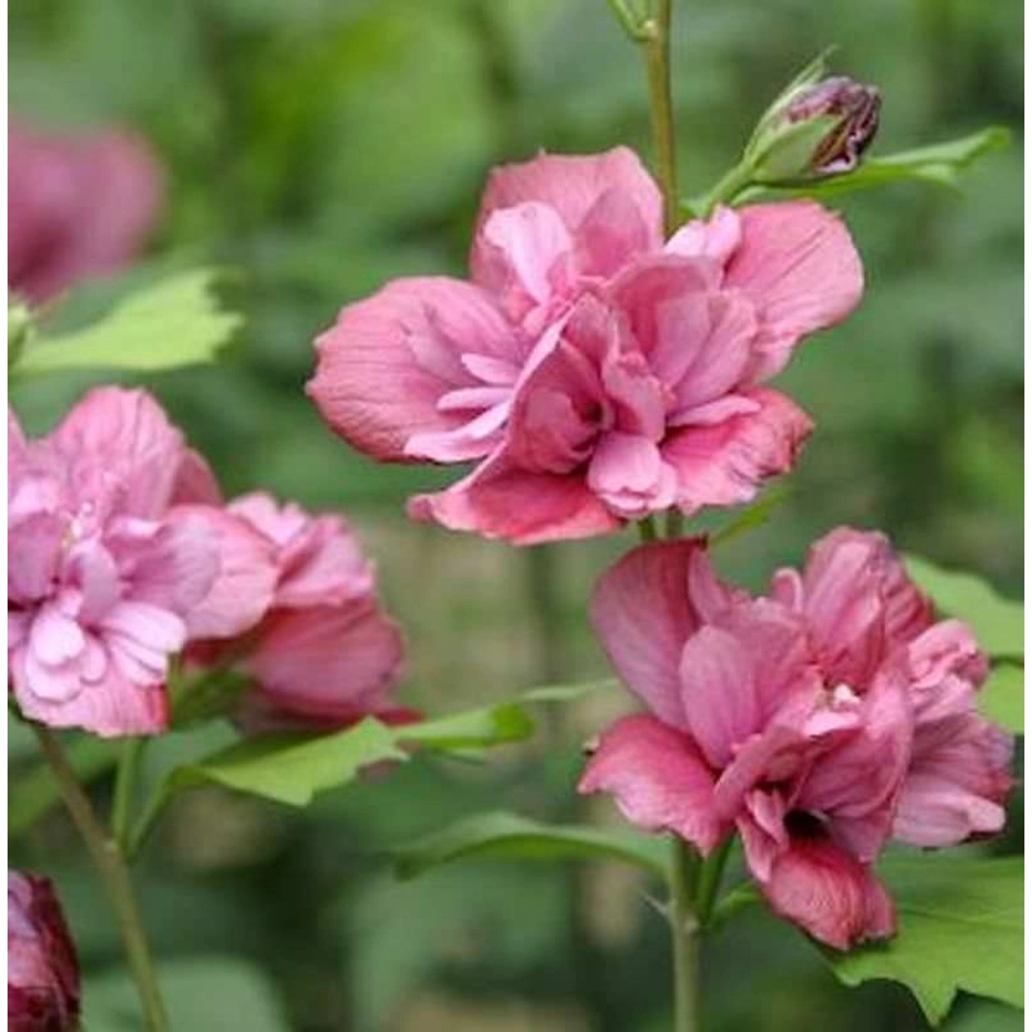 Garteneibisch Duc Brabant 60-80cm - Hibiscus günstig online kaufen