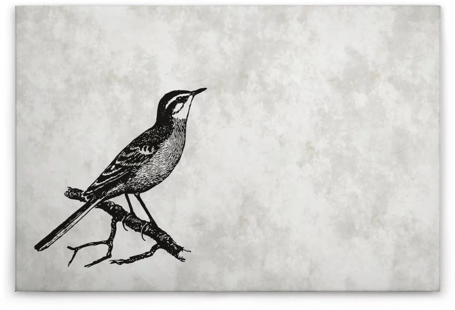 A.S. Création Leinwandbild "sketchpad 4", Vögel, (1 St.) günstig online kaufen
