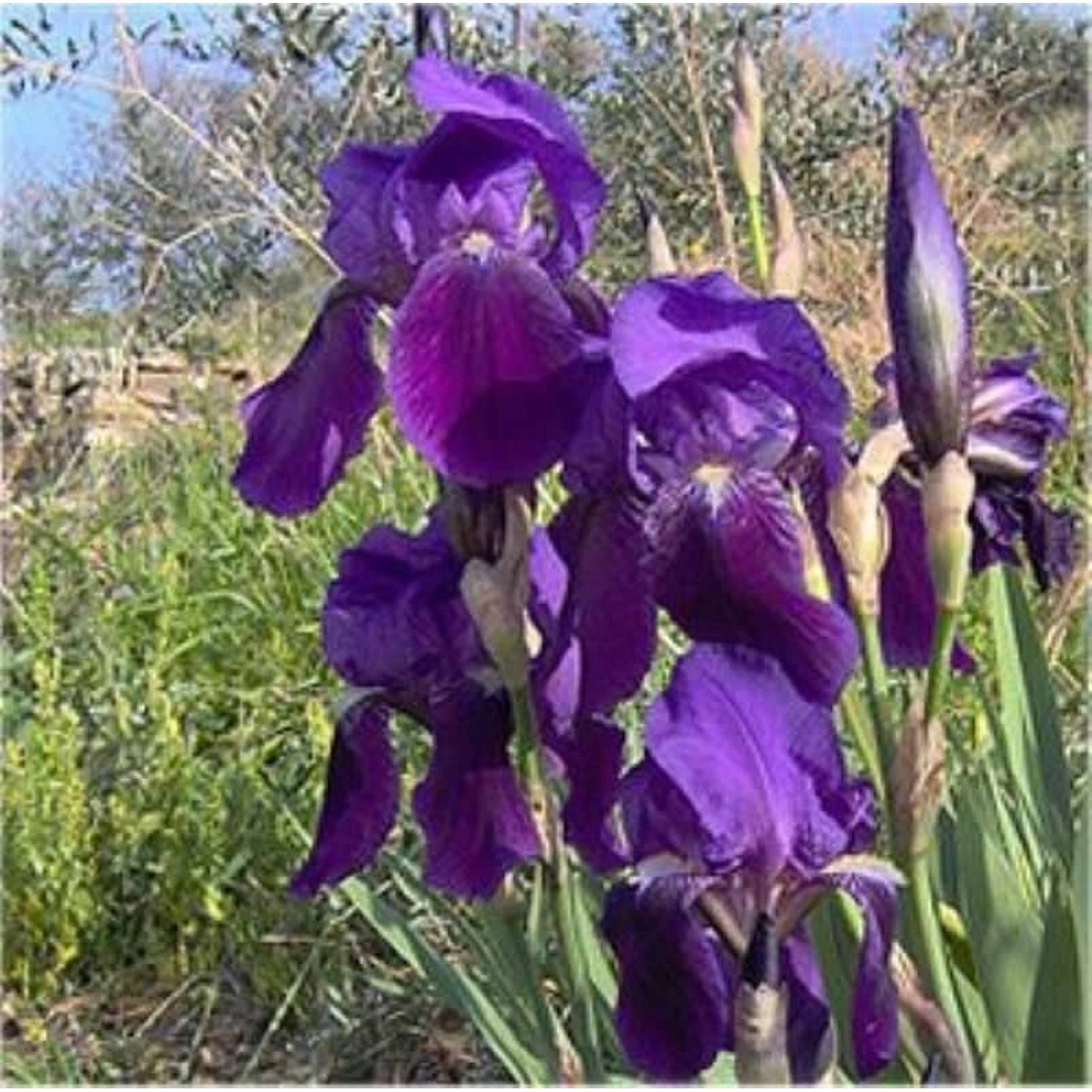 Borsten Iris - Iris setosa günstig online kaufen