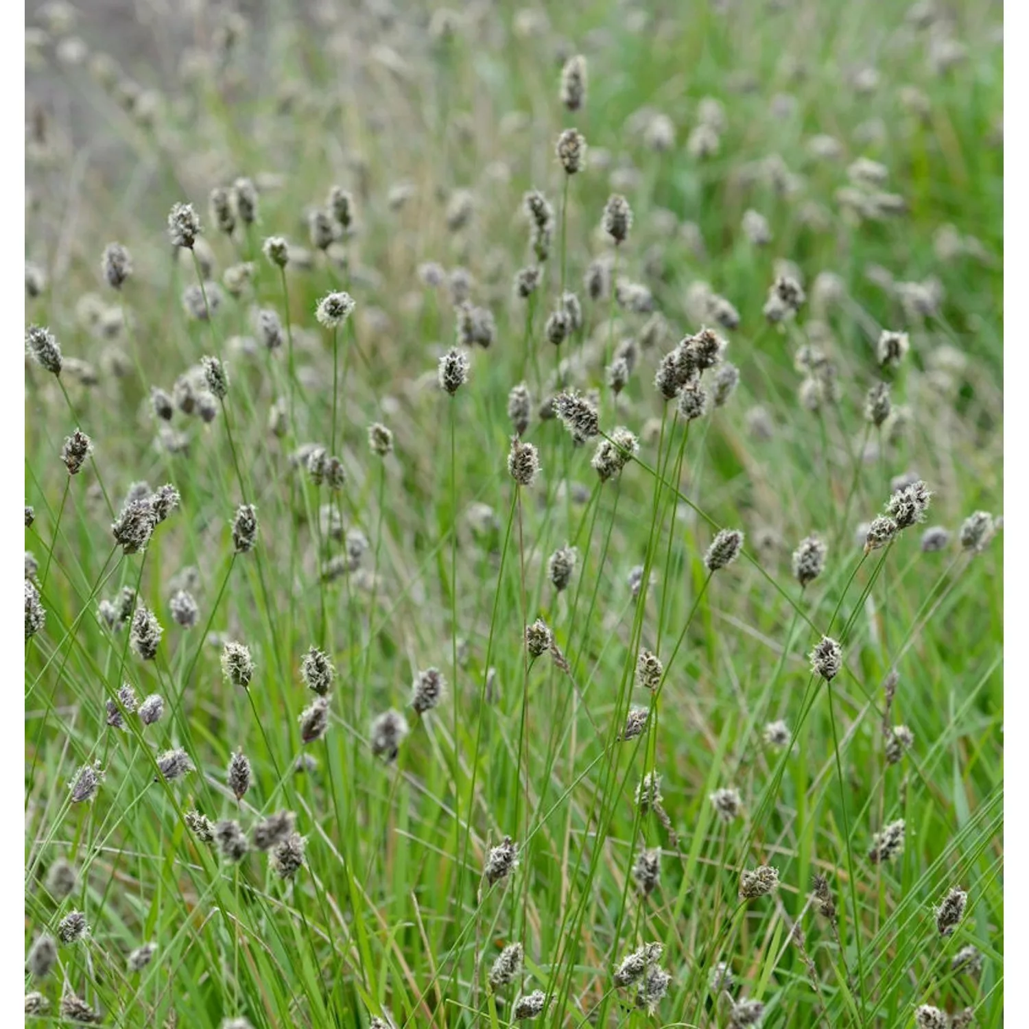 Grünes Kopfgras - Sesleria heufleriana günstig online kaufen