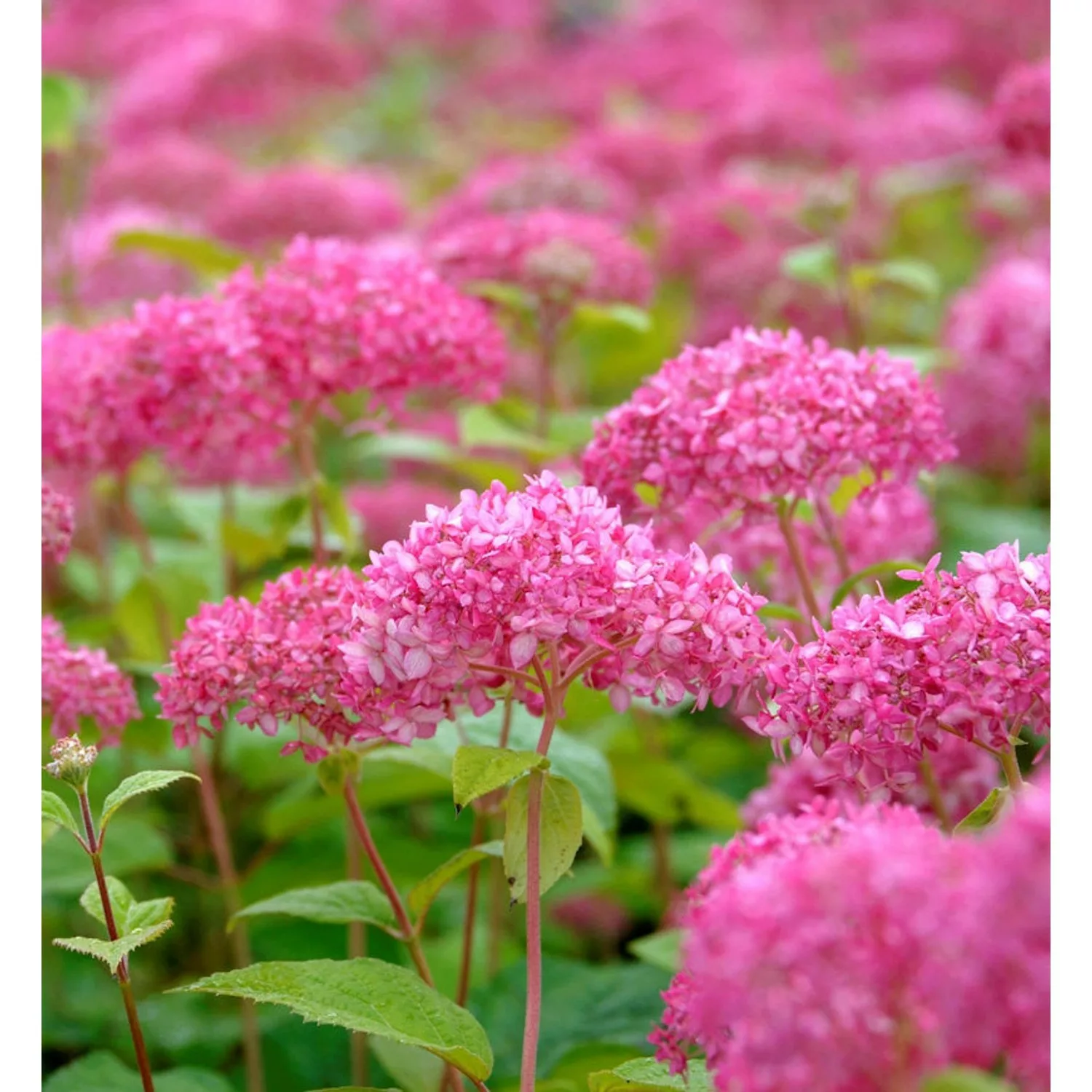 Zwerg-Hortensie Mauvette 30-40cm - Hydrangea arborescens günstig online kaufen