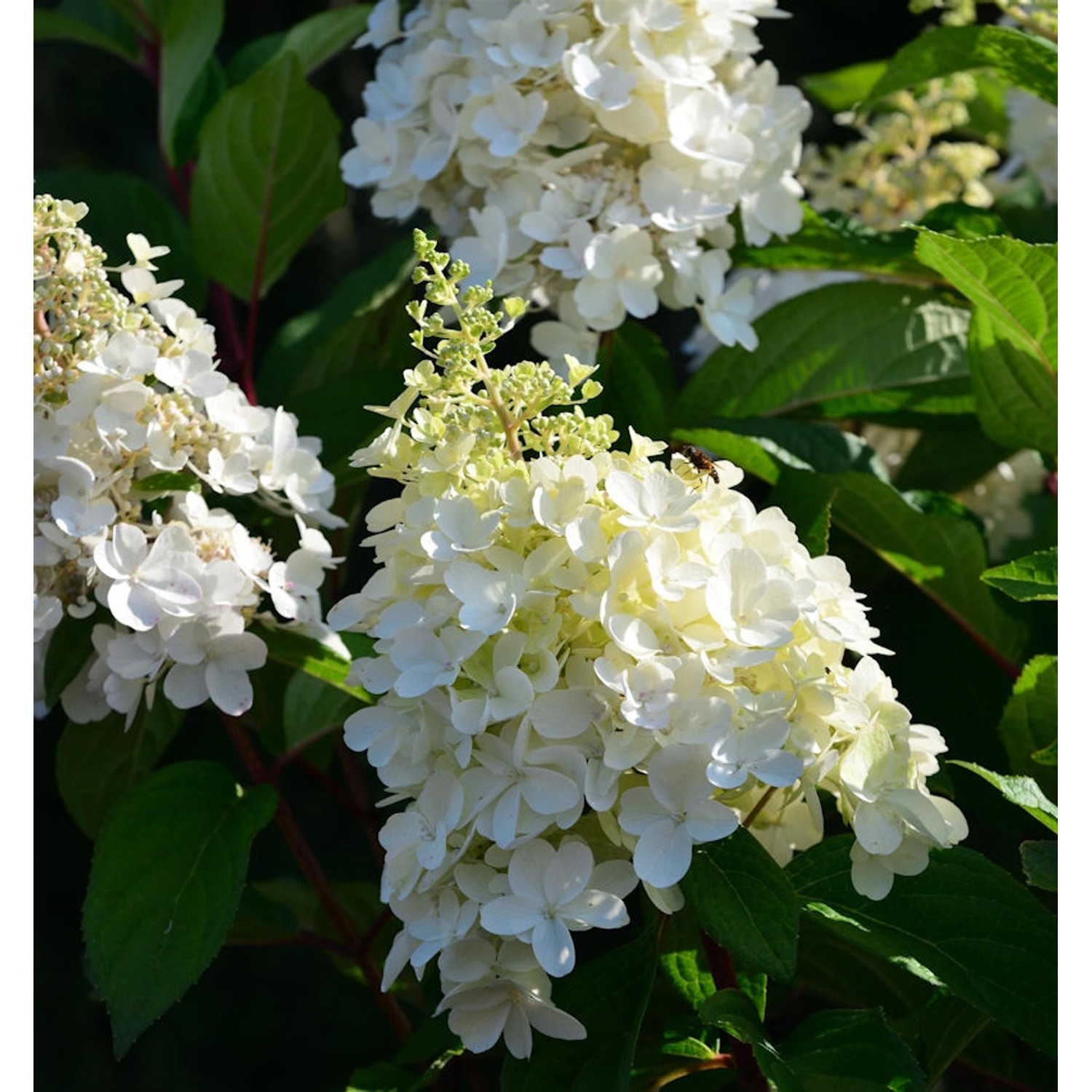 Hochstamm Rispenhortensie Candle Light 100-125cm - Hydrangea paniculata günstig online kaufen