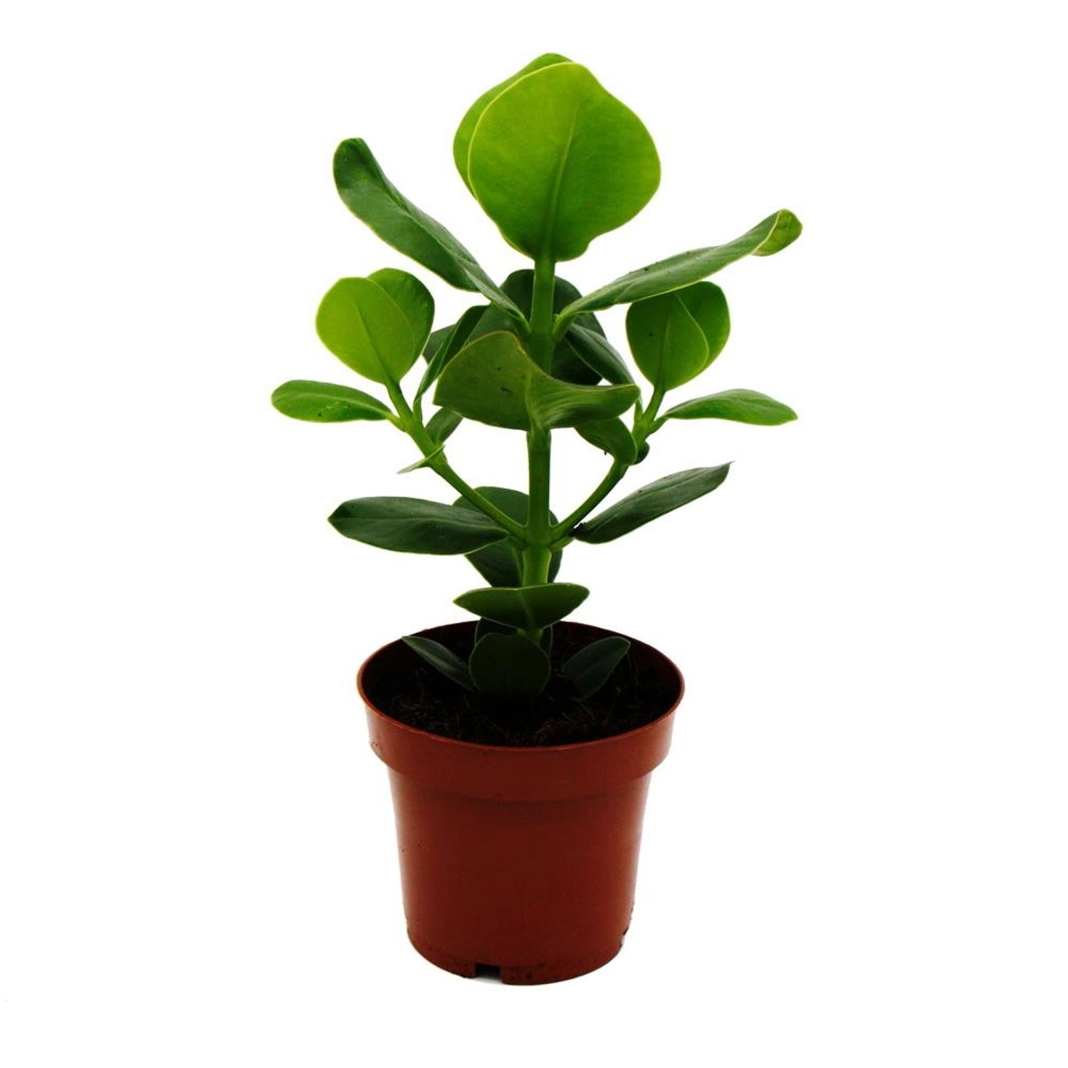 Exotenherz Balsamapfel Clusia Major ca. 25-35 cm 12cm Topf Zimmerpflanze günstig online kaufen