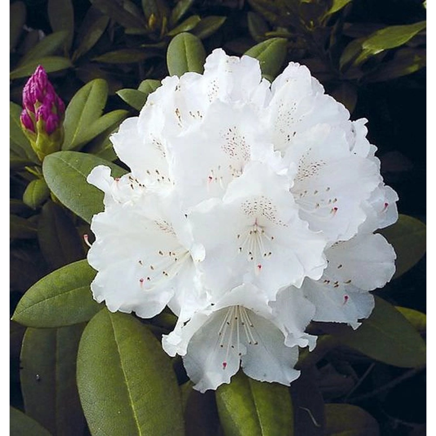 Rhododendron Schneekrone 25-30cm - Alpenrose günstig online kaufen