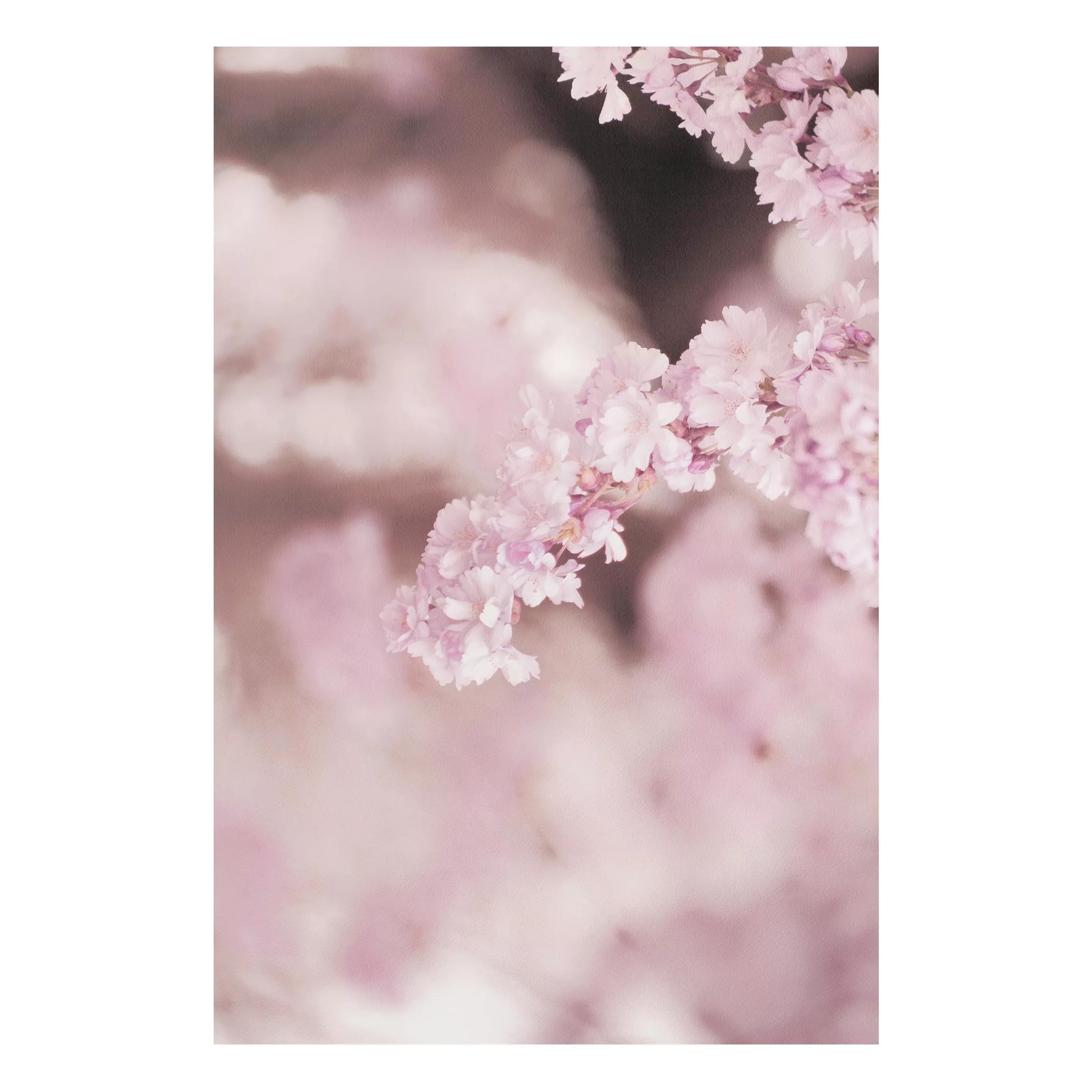 Forexbild Kirschblüte im Violetten Licht günstig online kaufen