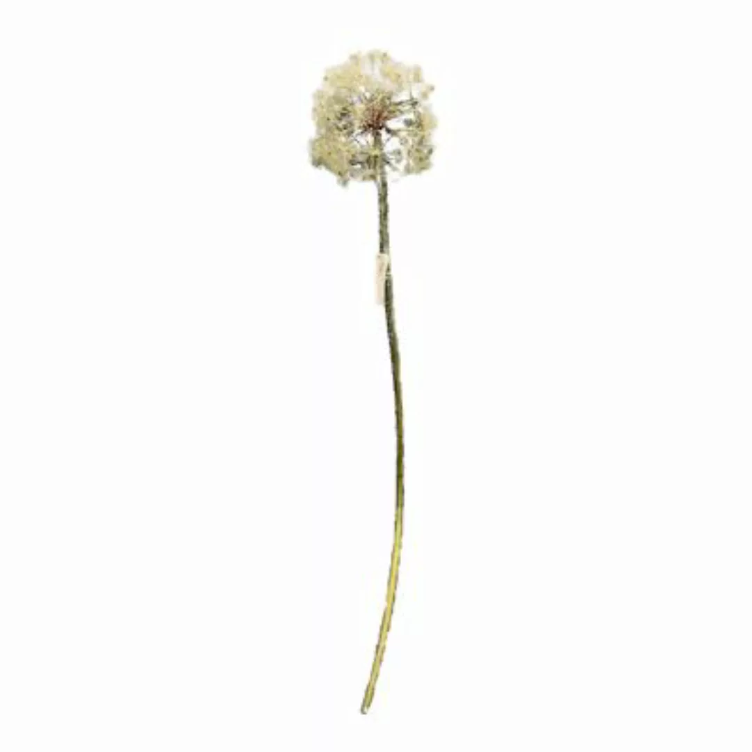 HTI-Living Kunstblume Pusteblume Flora natur günstig online kaufen