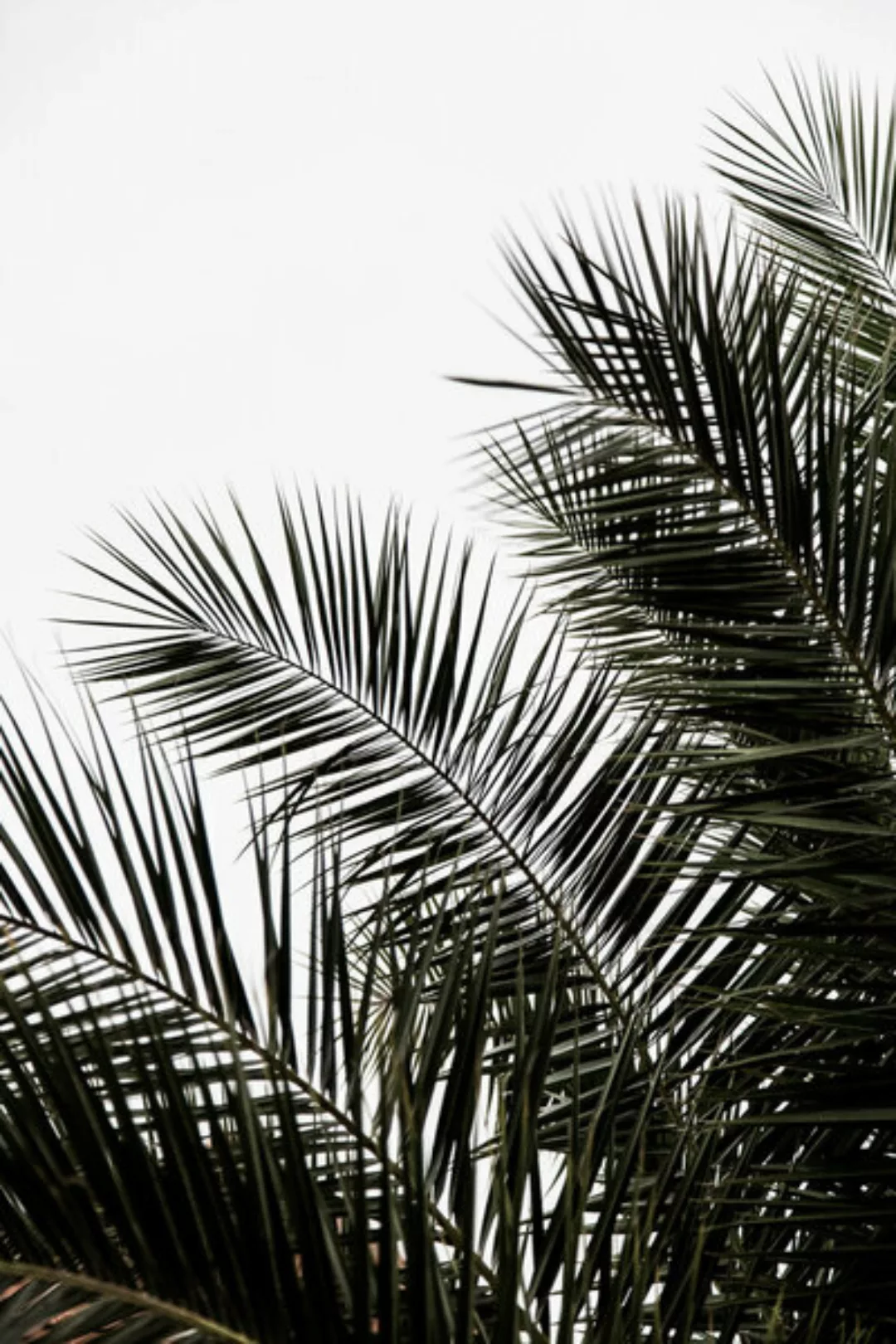 Poster / Leinwandbild - Palm Leaves 3 günstig online kaufen