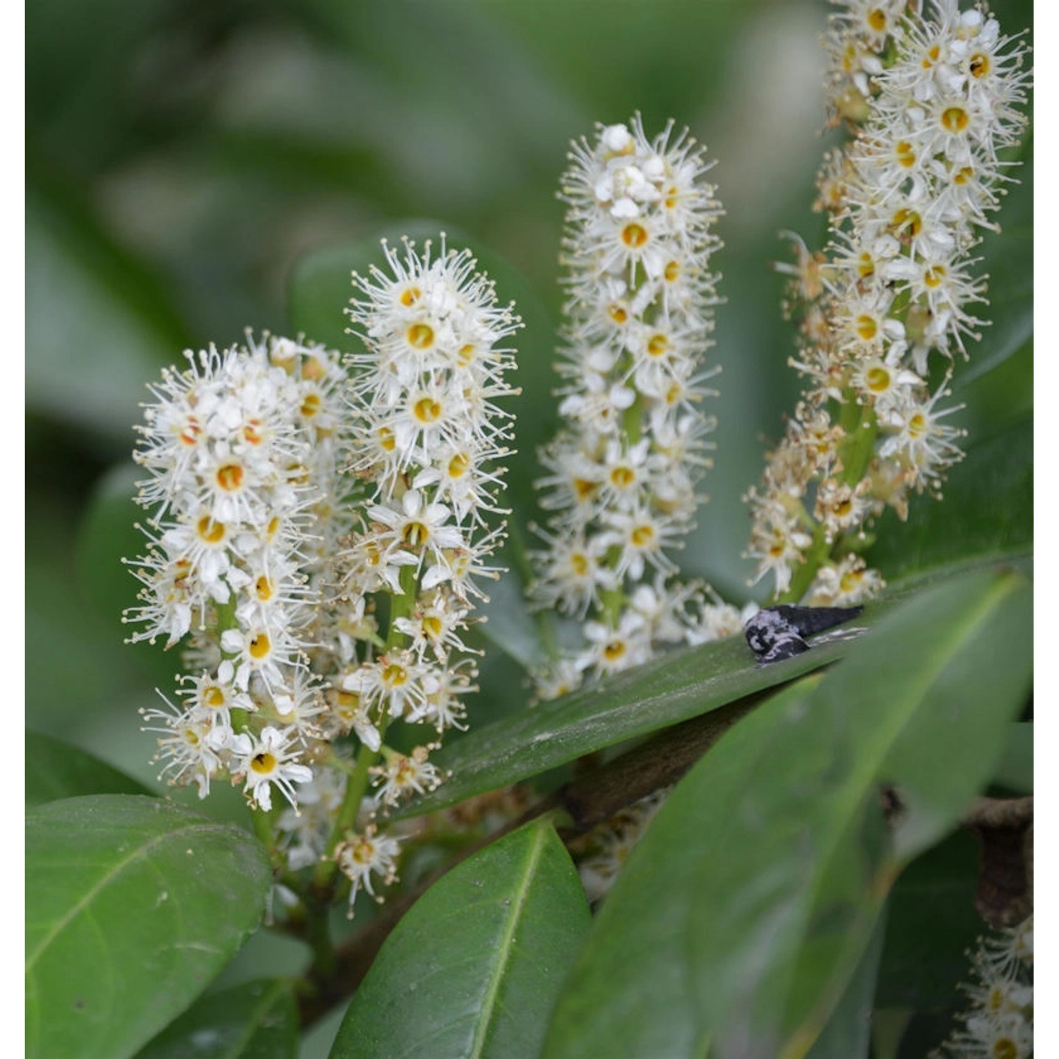 Hochstamm Kirschlorbeer Miniredia 60-80cm - Prunus laurocerasus günstig online kaufen