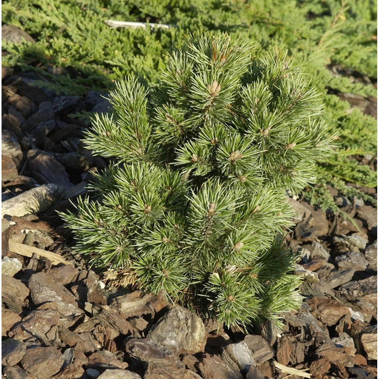 Zwerg Kiefer Kostelnecik 25-30cm - Pinus mugo günstig online kaufen