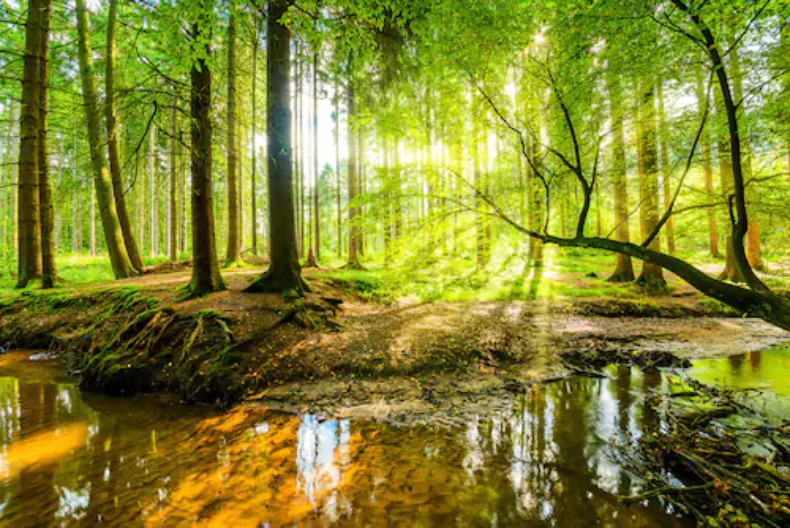 Papermoon Fototapete »WALD-HERBST NATUR LANDSCHAFT BÄUME DSCHUNGEL SEE BIRK günstig online kaufen