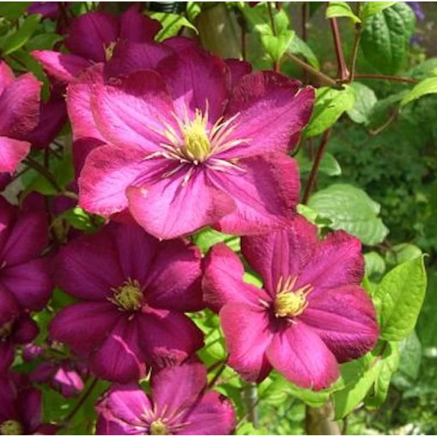 Waldrebe Rouge Cardinal 100-125cm - Clematis günstig online kaufen