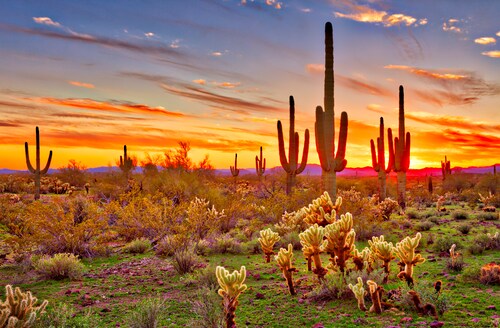 Papermoon Fototapete »Saguaros Sunset Phoenix« günstig online kaufen